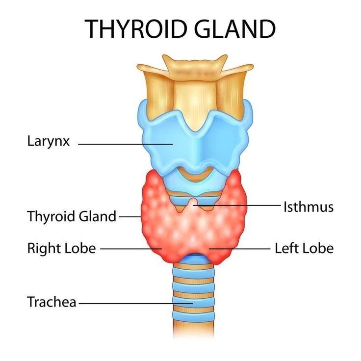 Thyroid Gland and Disorders