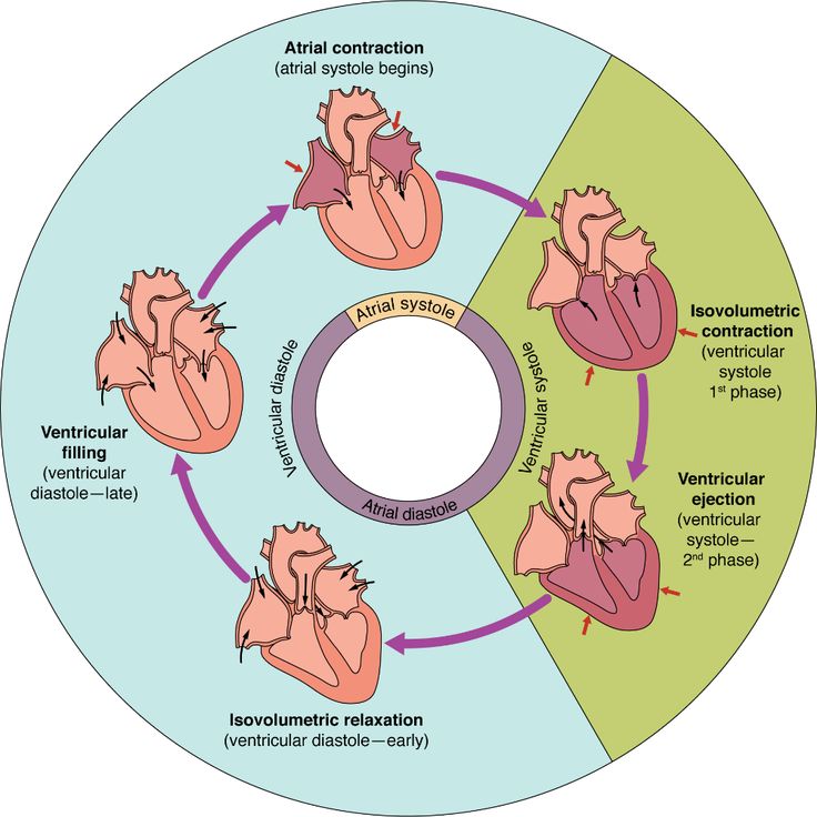 The Cardiac Cycle: A Detailed Overview