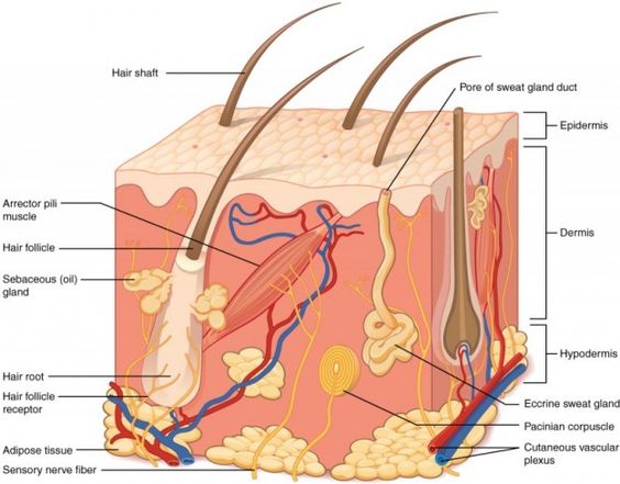 Overview of Skin Structure and Function