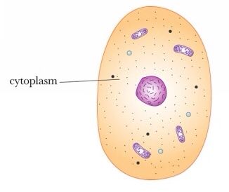 Cytoplasm: The Gel-like Substance of the Cell