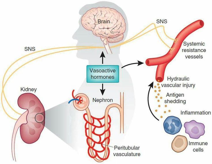 Blood Pressure Regulation: Maintaining Balance in the Cardiovascular System