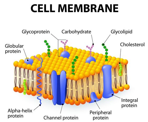 Cell Membrane: The Gatekeeper of the Cell