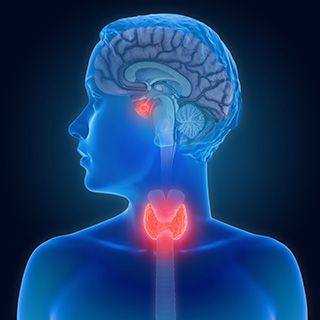 Overview of the Endocrine System