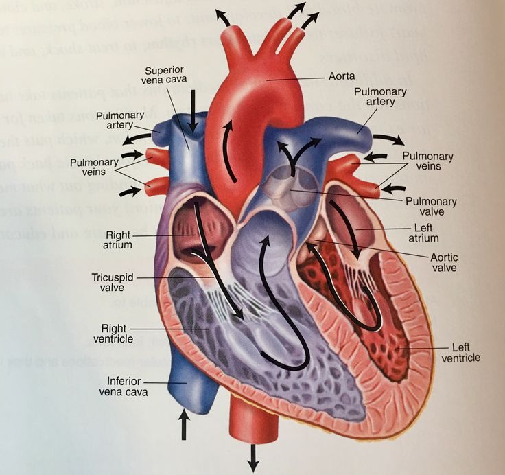 The Anatomy of the Heart: A Comprehensive Guide