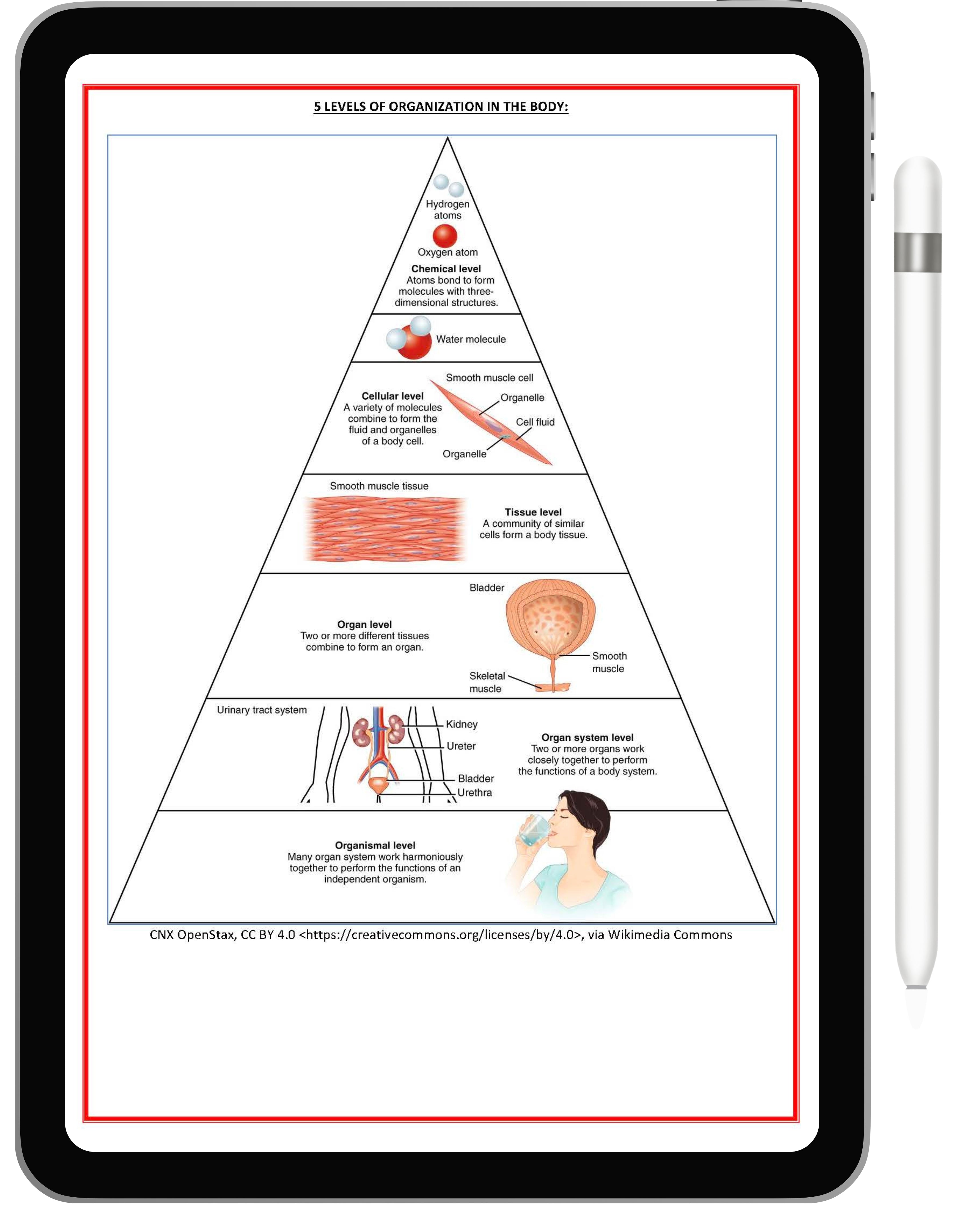 Cell Biology & Biochemistry