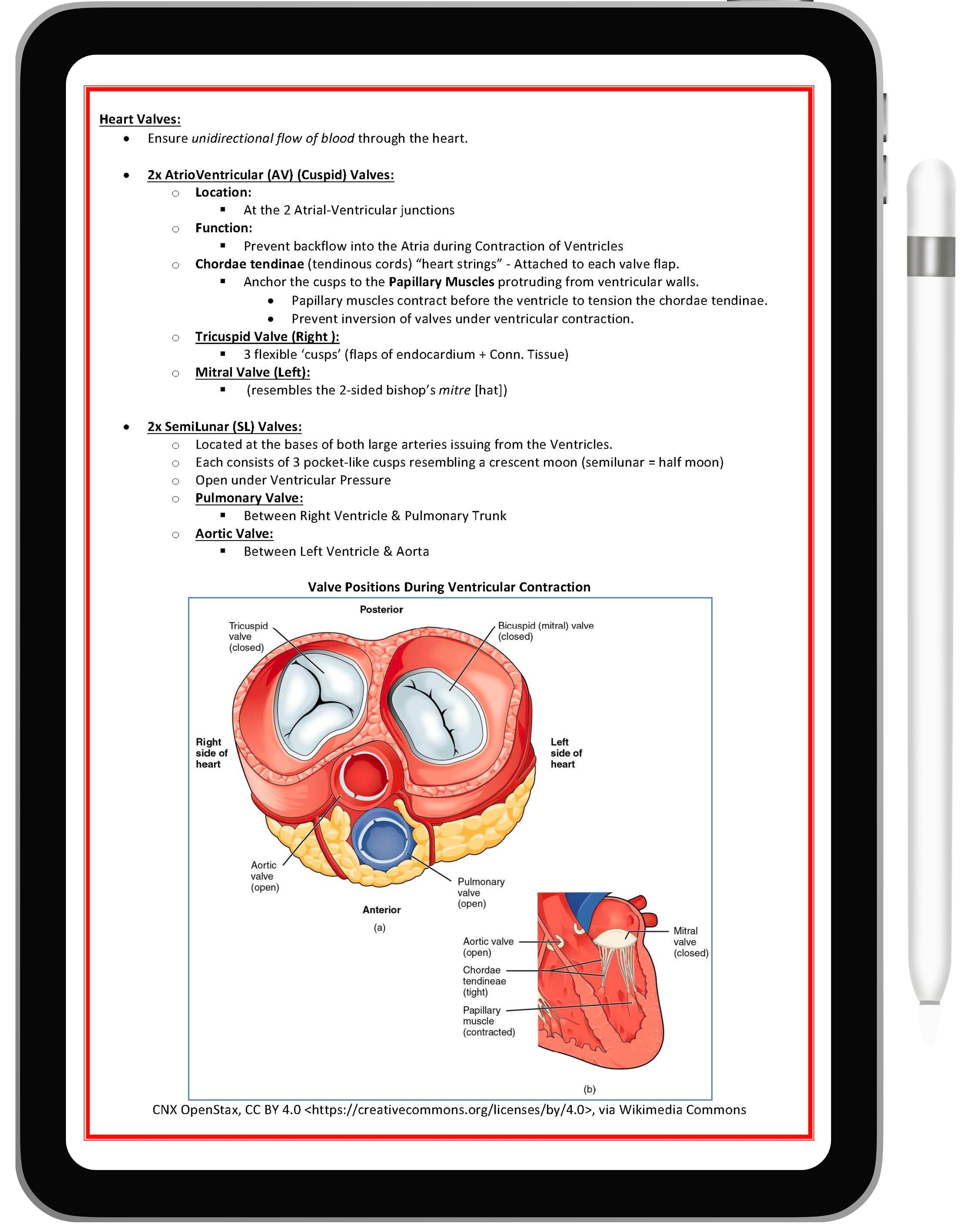 Cardiovascular System