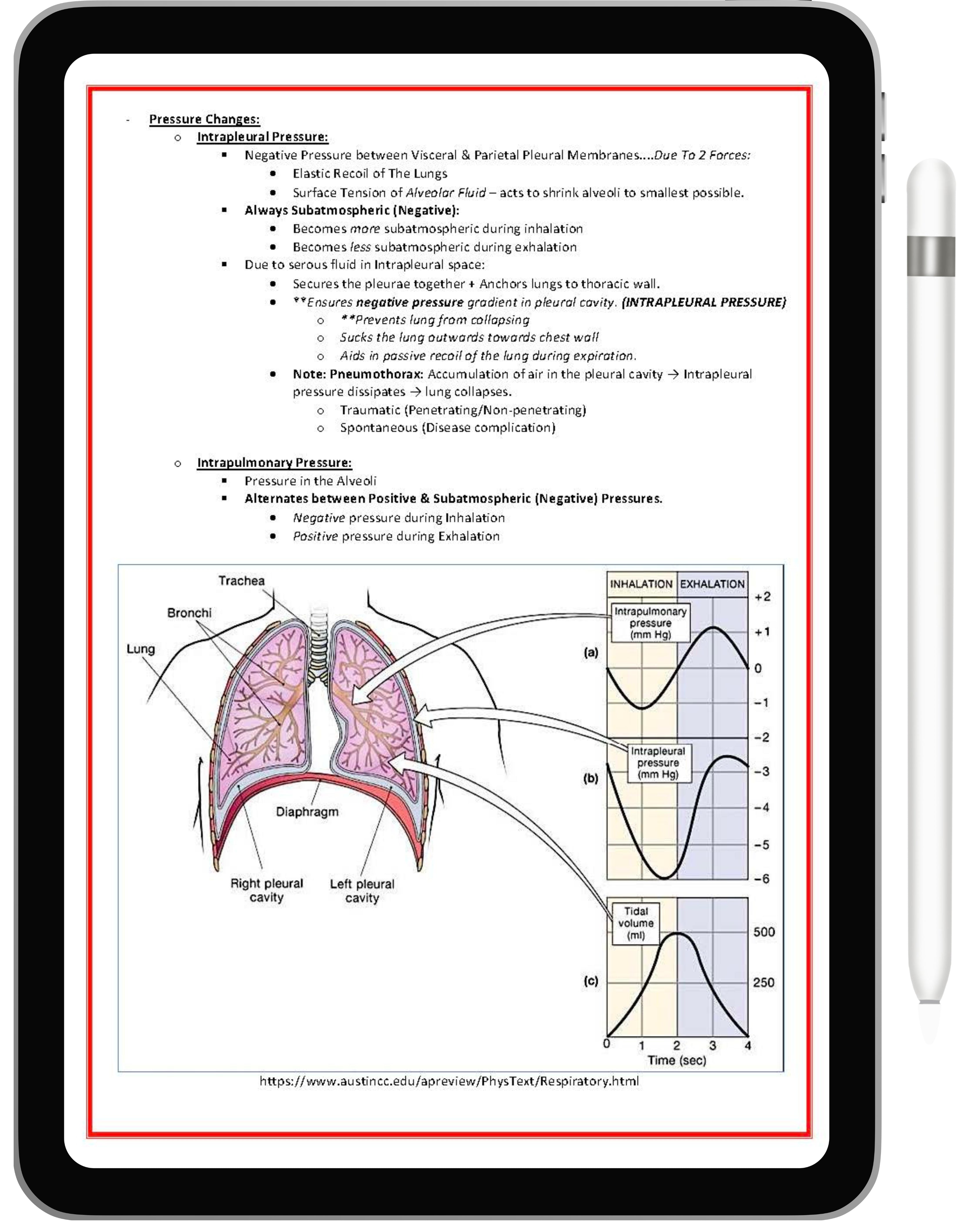 Respiratory System