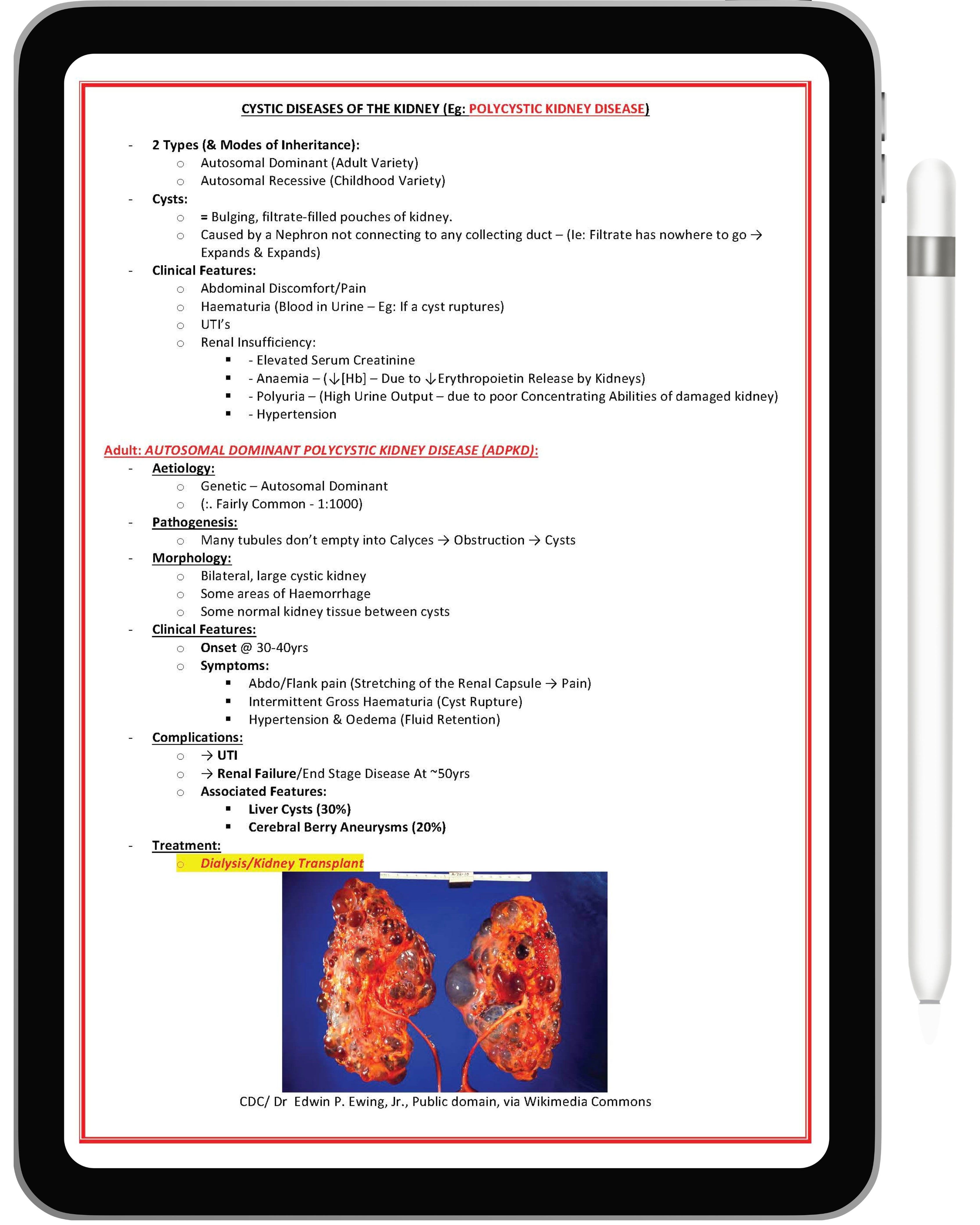 Renal or Urinary System