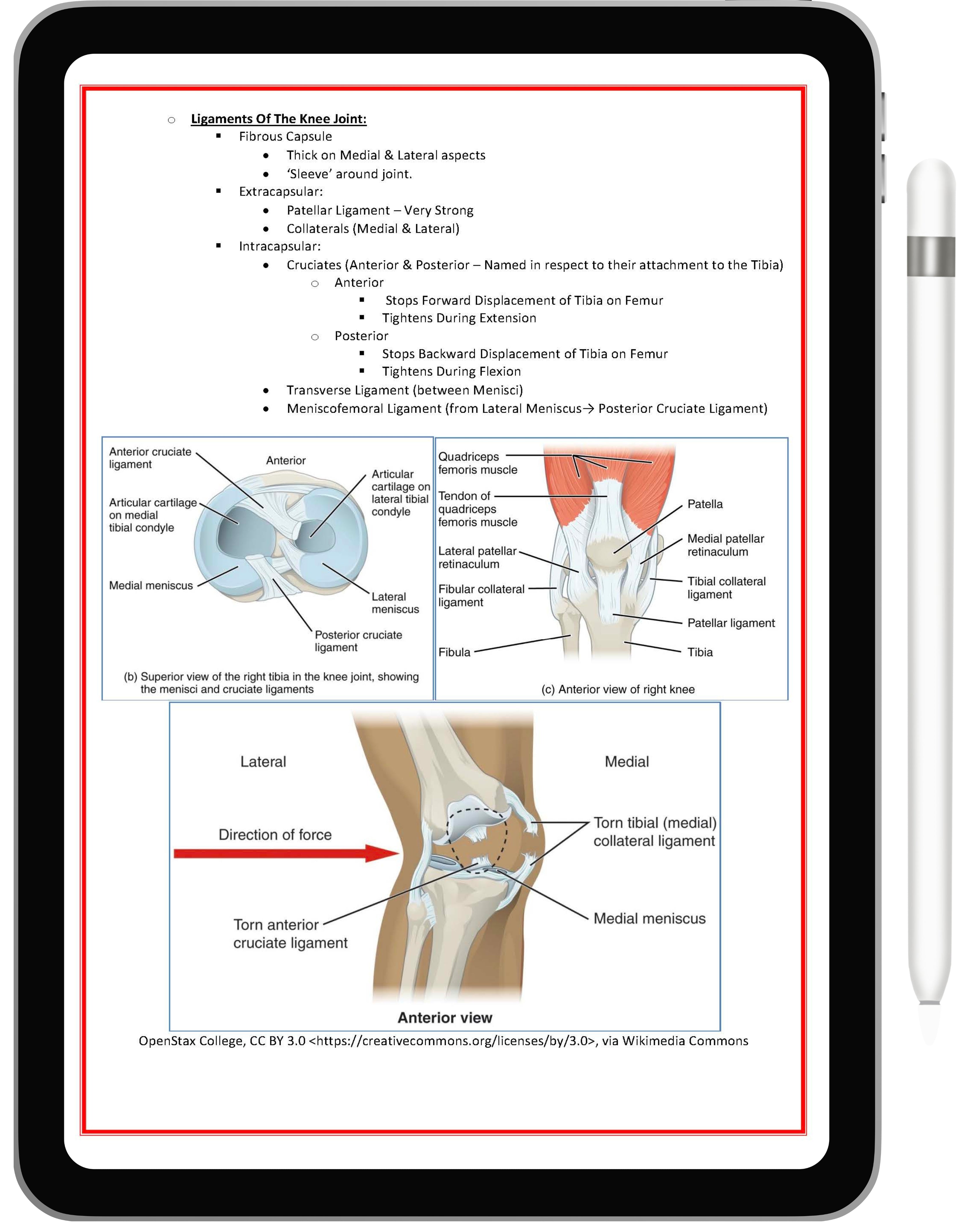 Musculoskeletal System