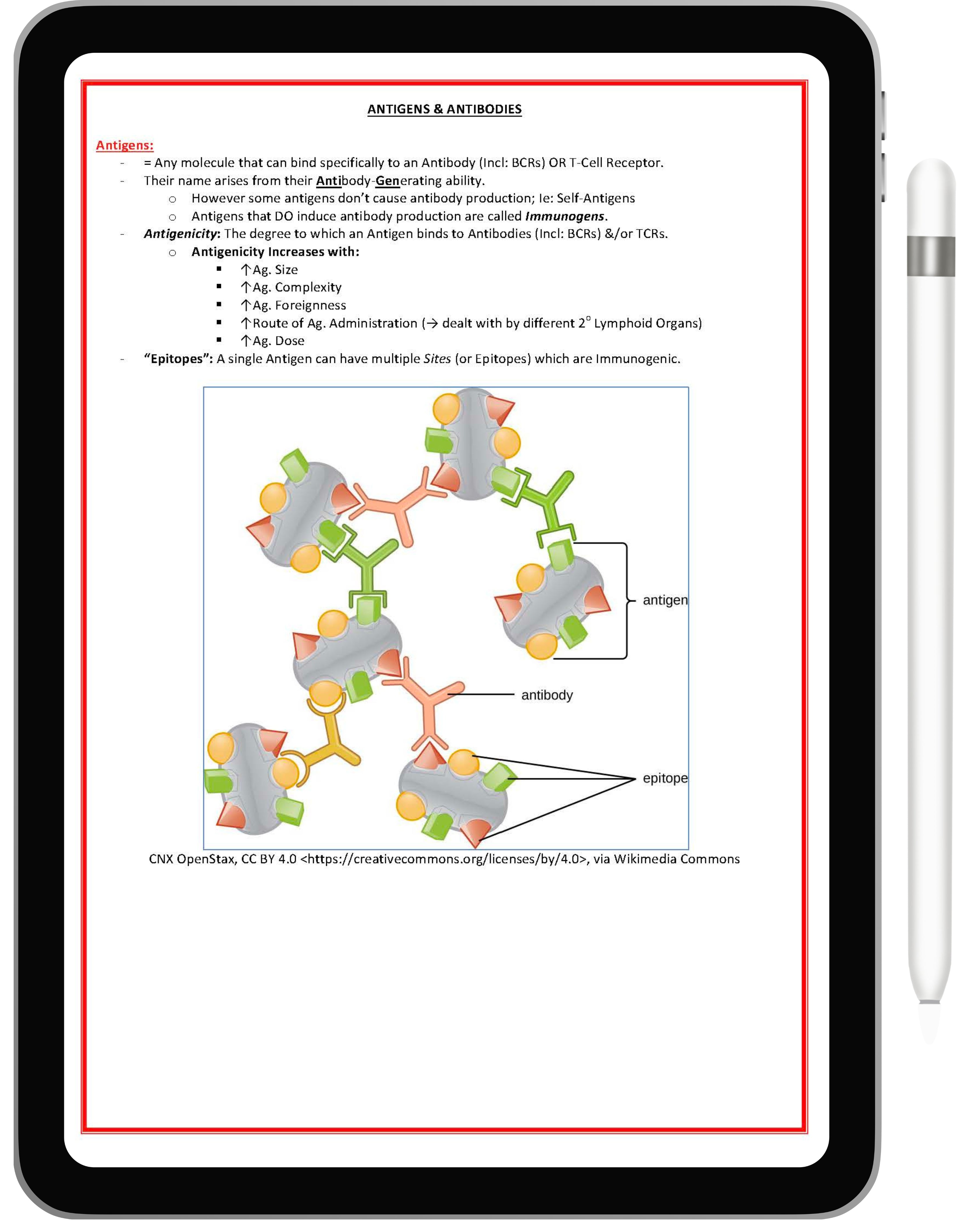 Immunology & Rheumatology