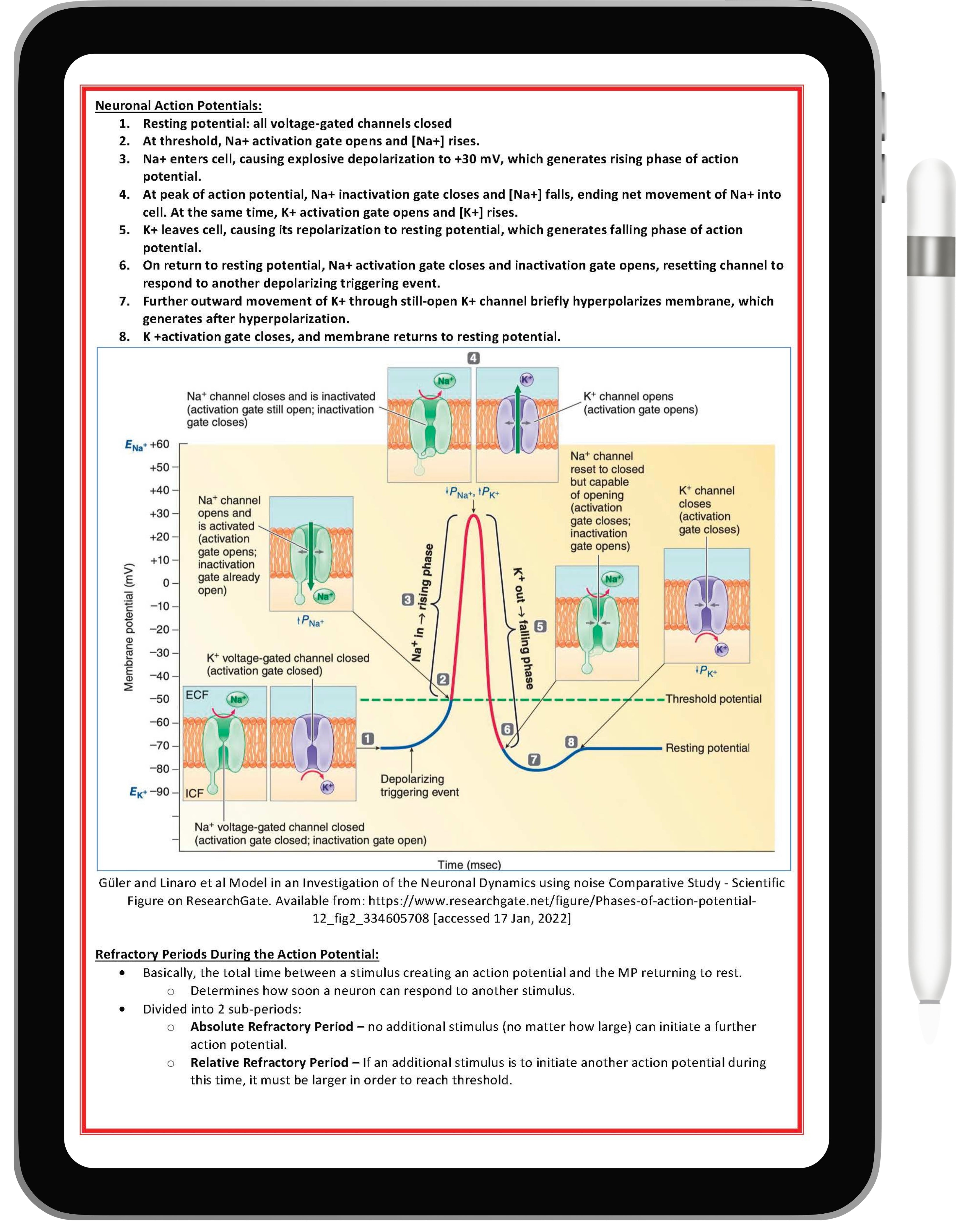 Nervous System