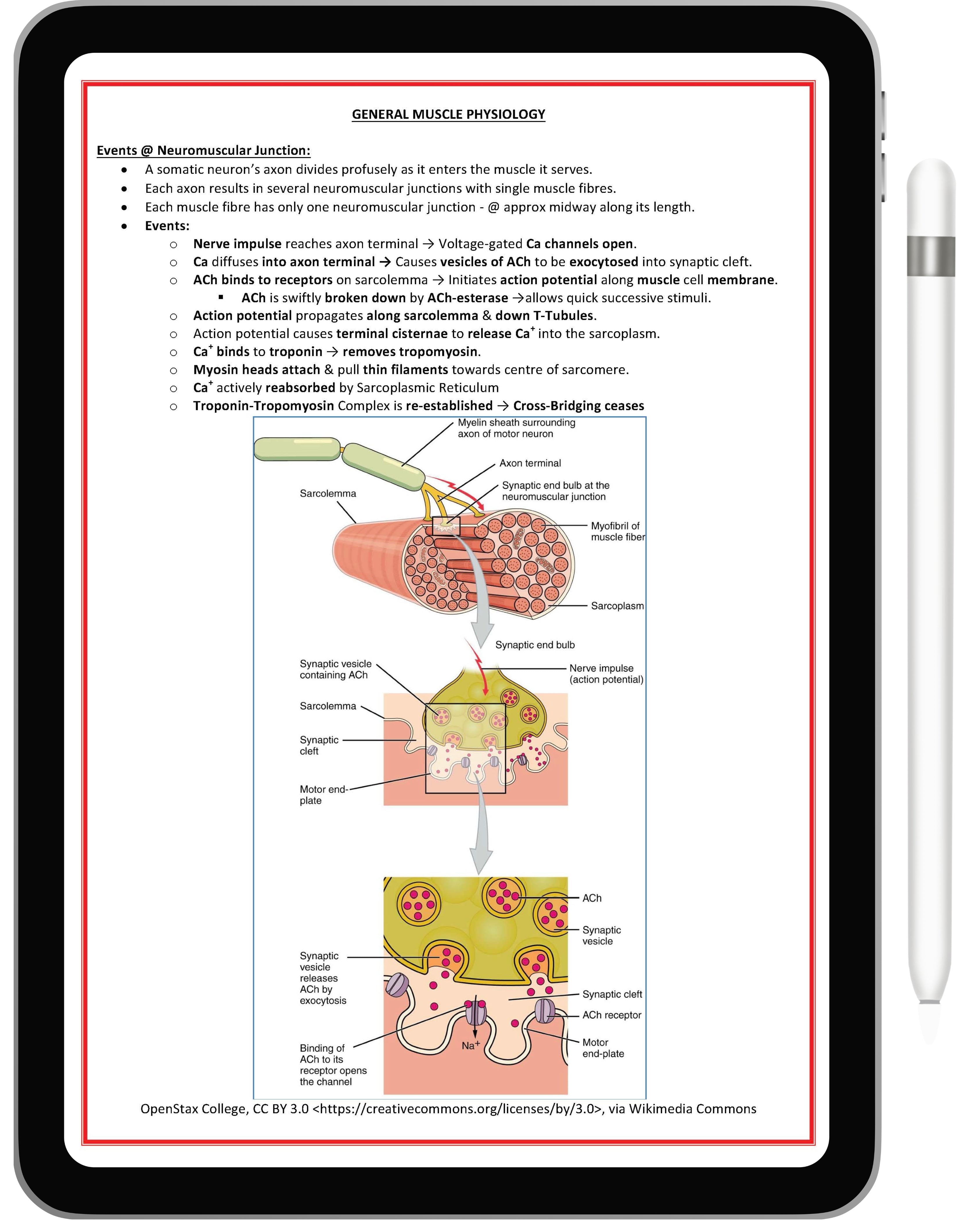 Musculoskeletal System