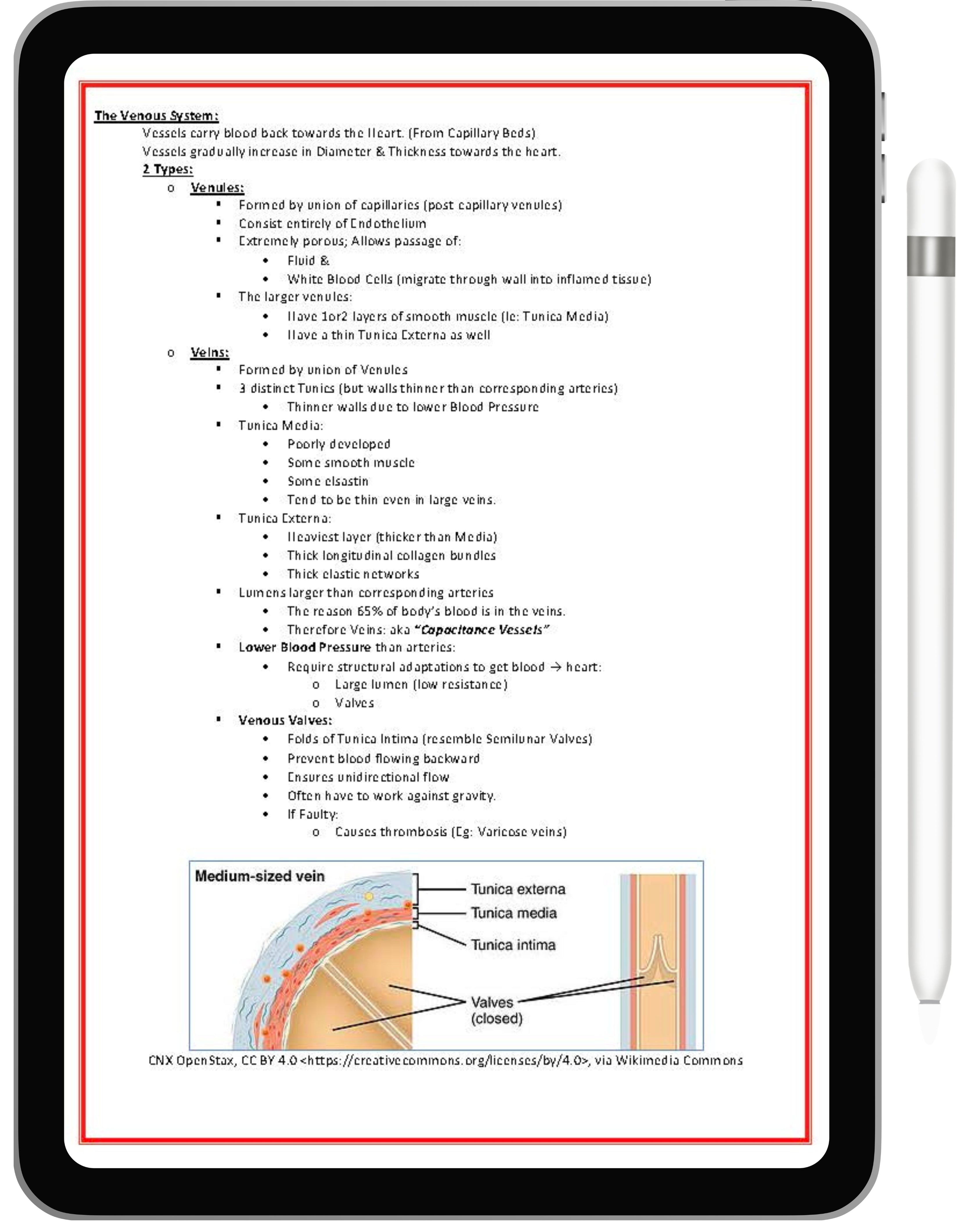 Cardiovascular System