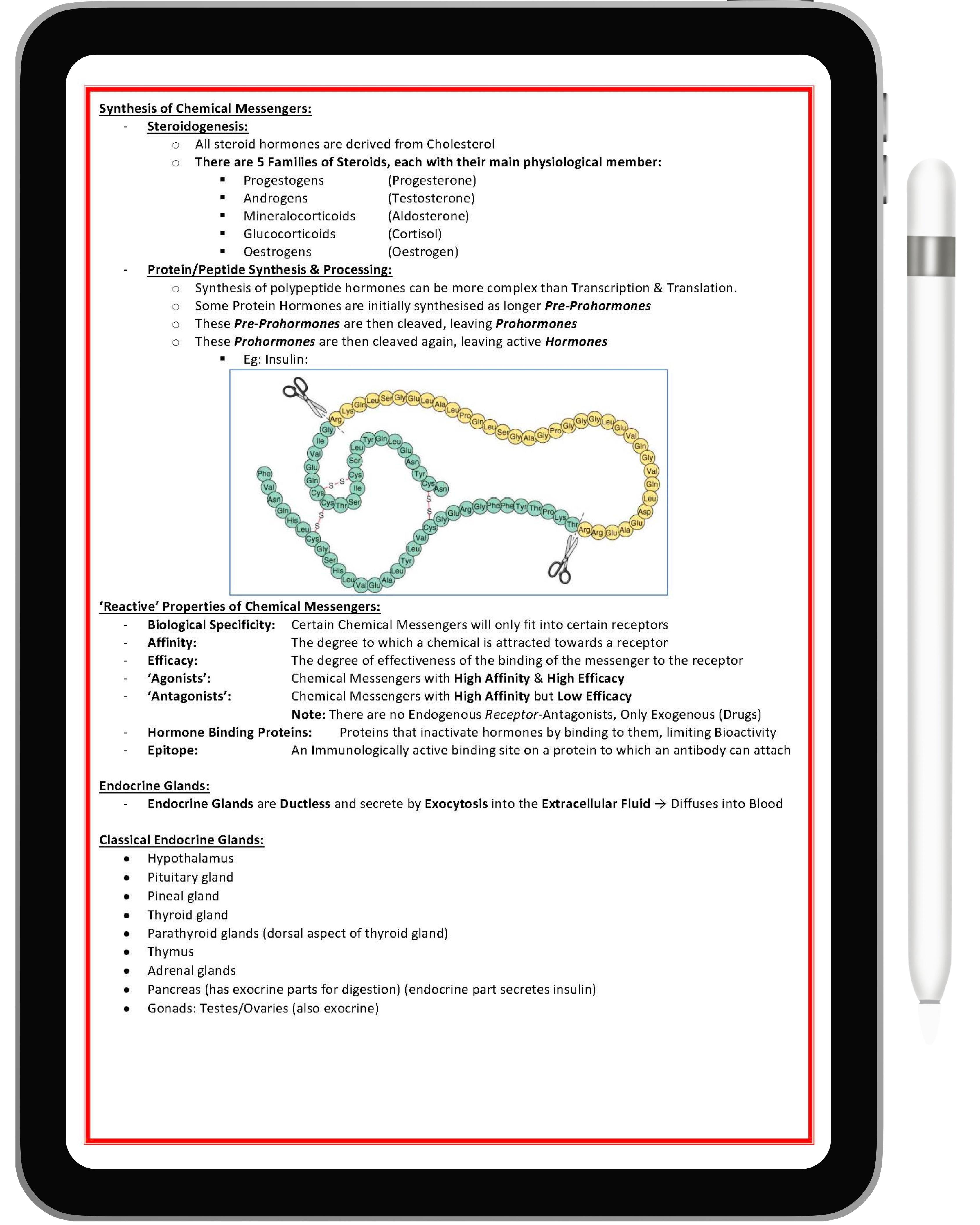 Endocrine System