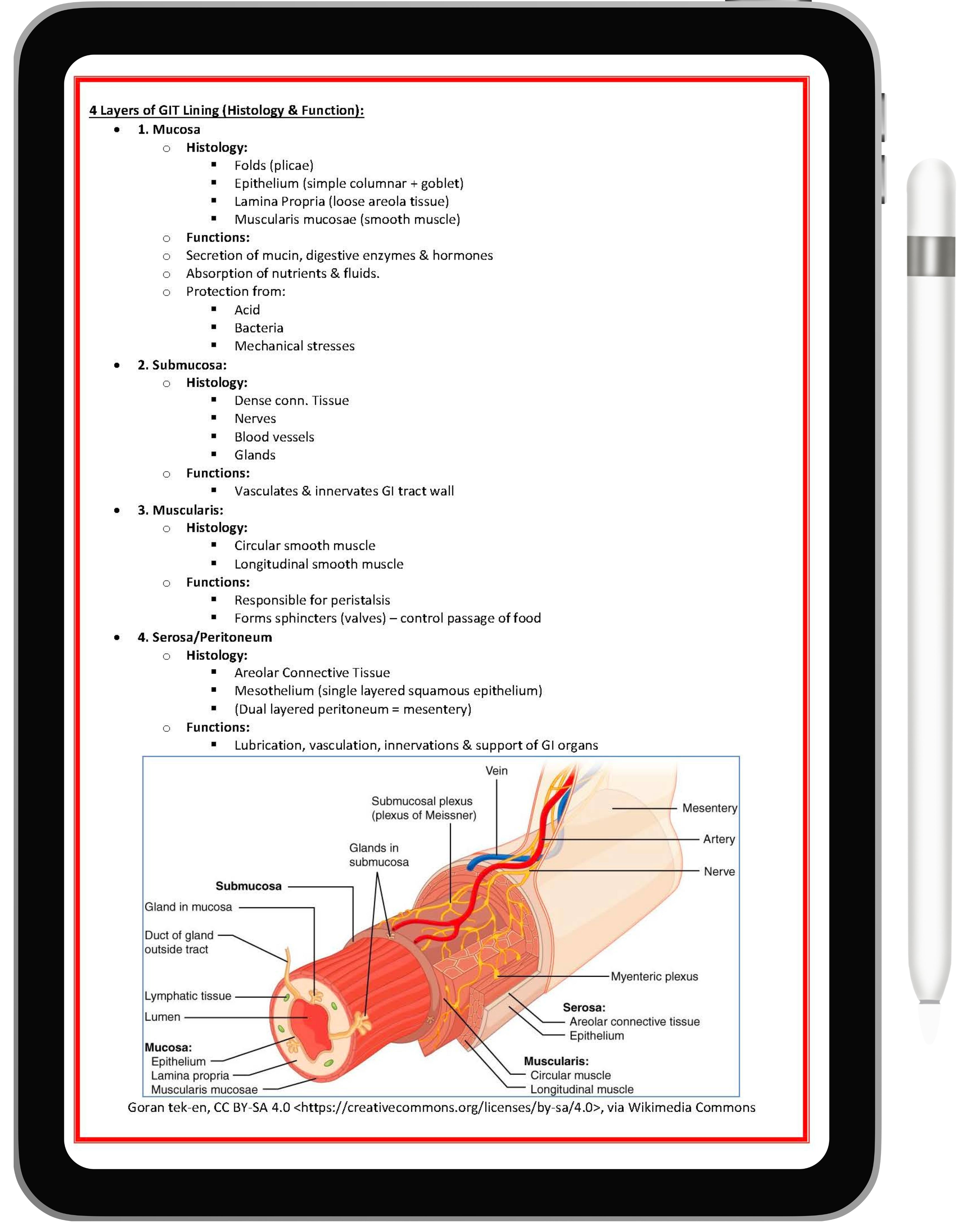 Gastrointestinal System