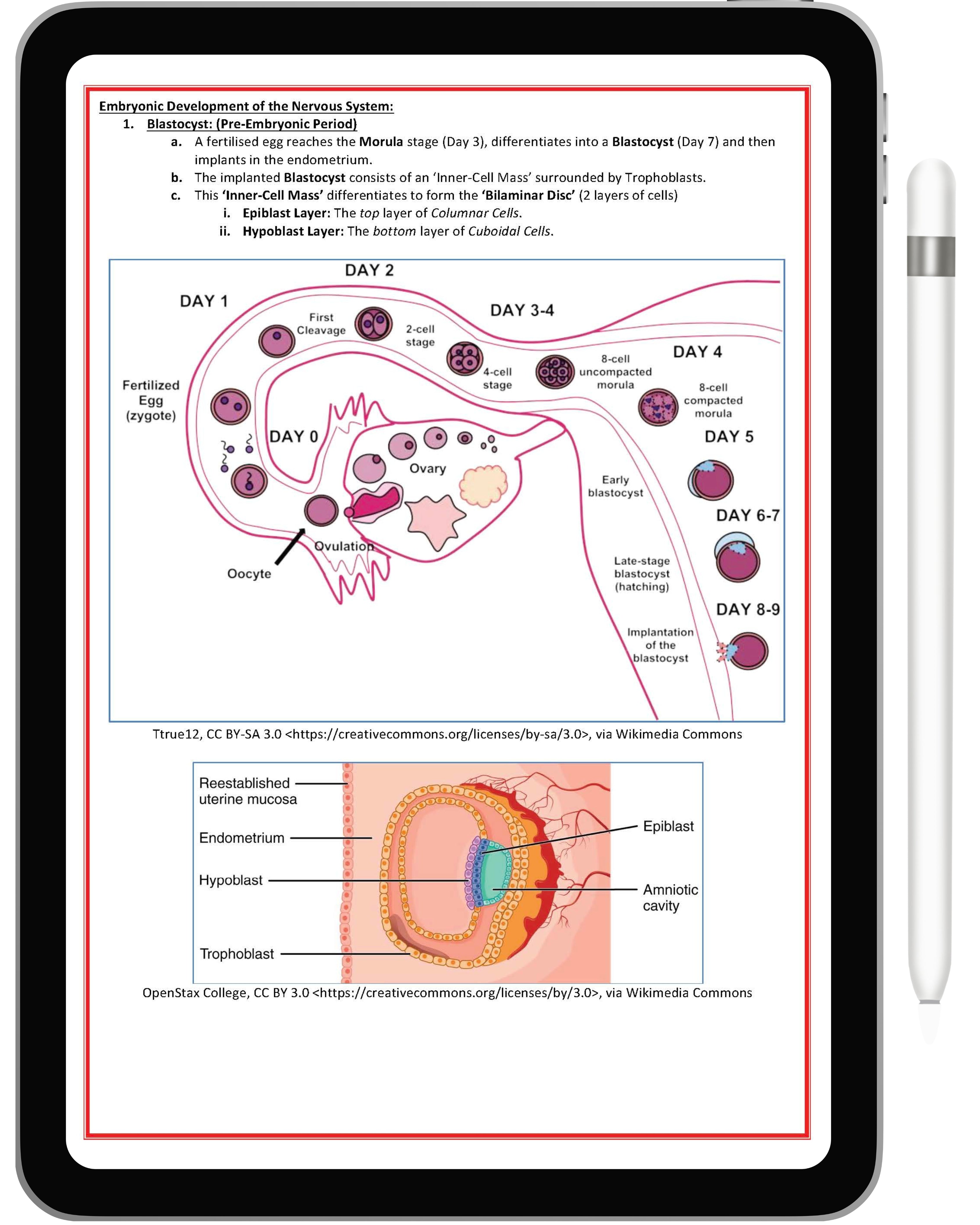 Nervous System