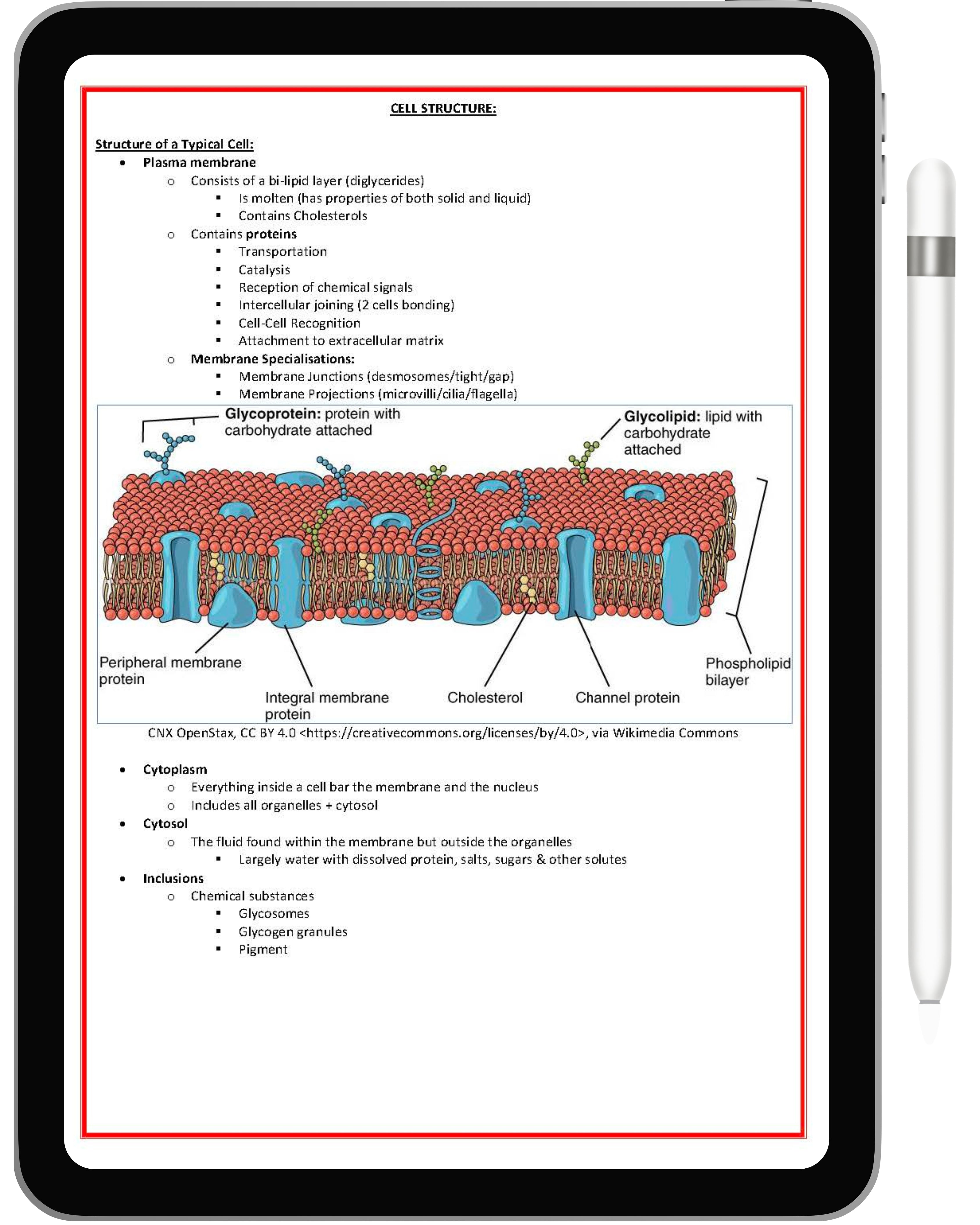 Cell Biology & Biochemistry