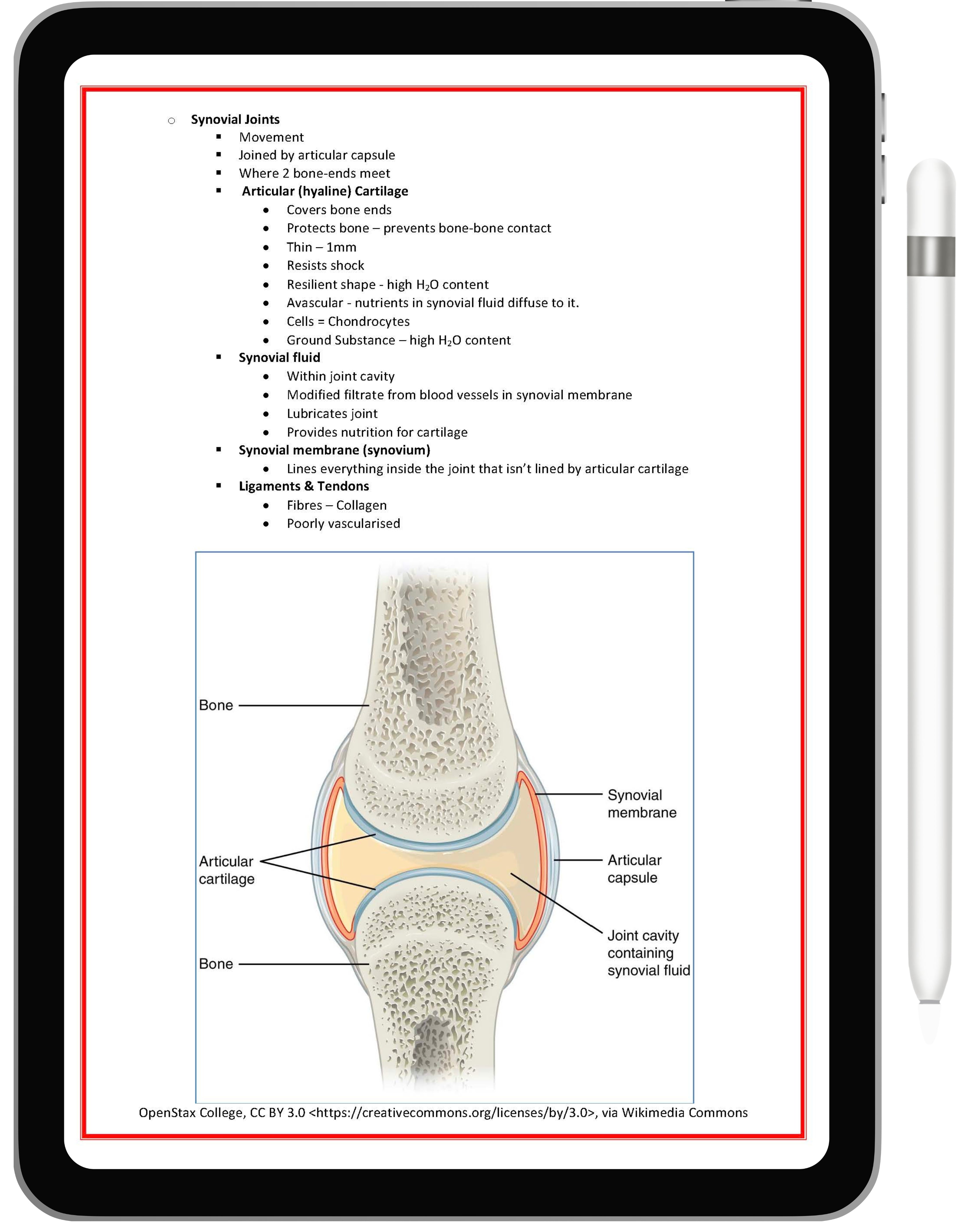 Musculoskeletal System