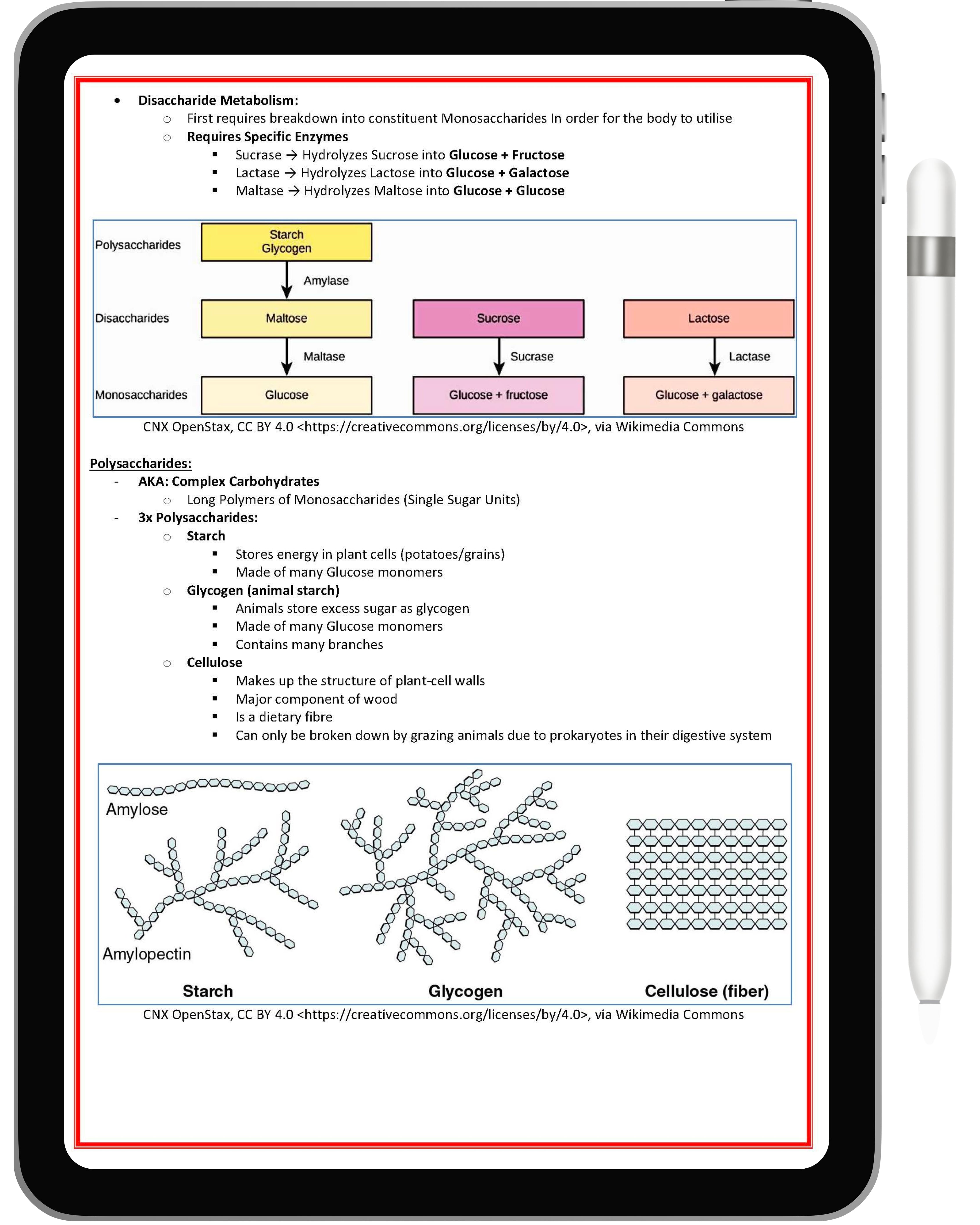 Cell Biology & Biochemistry