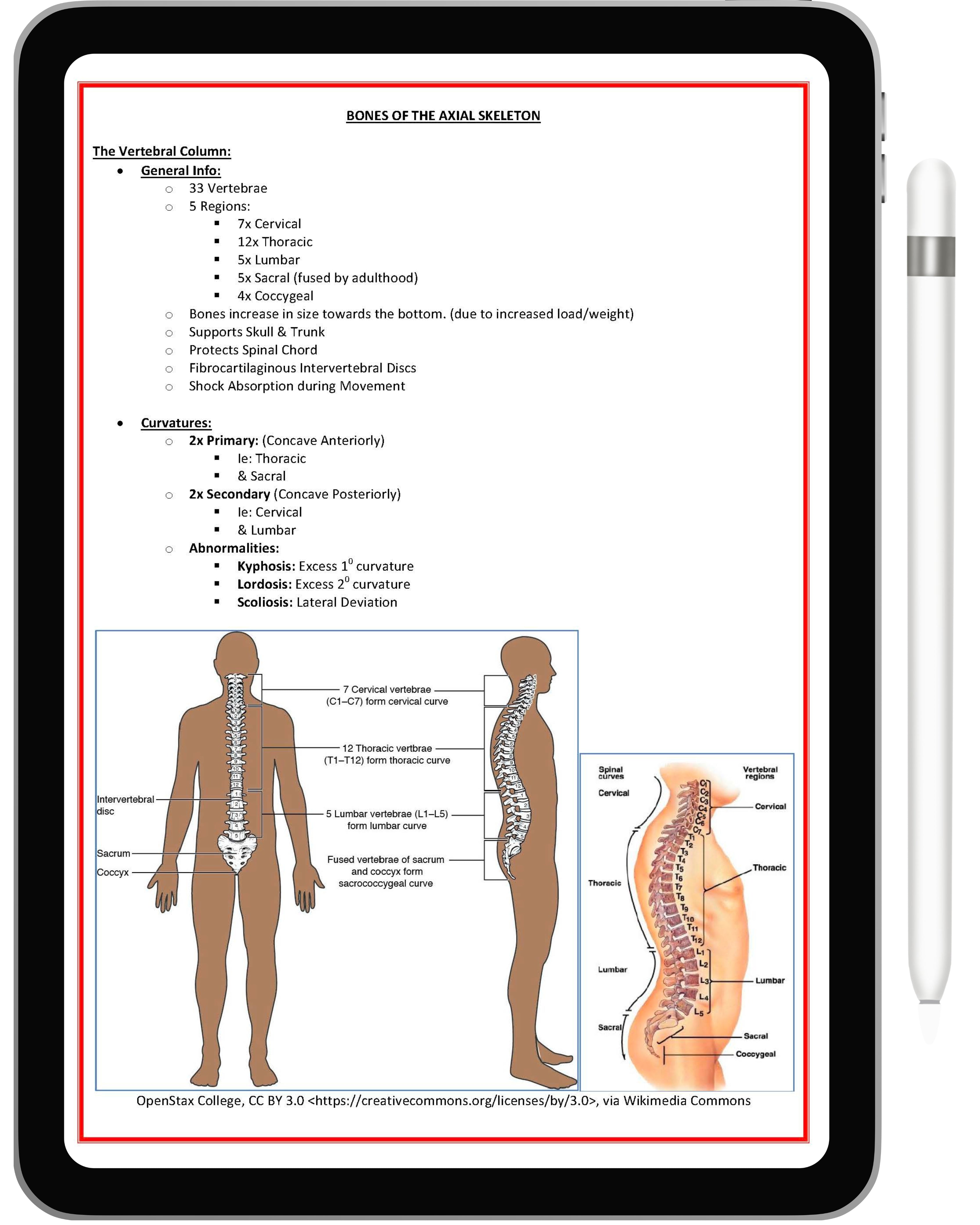 Musculoskeletal System