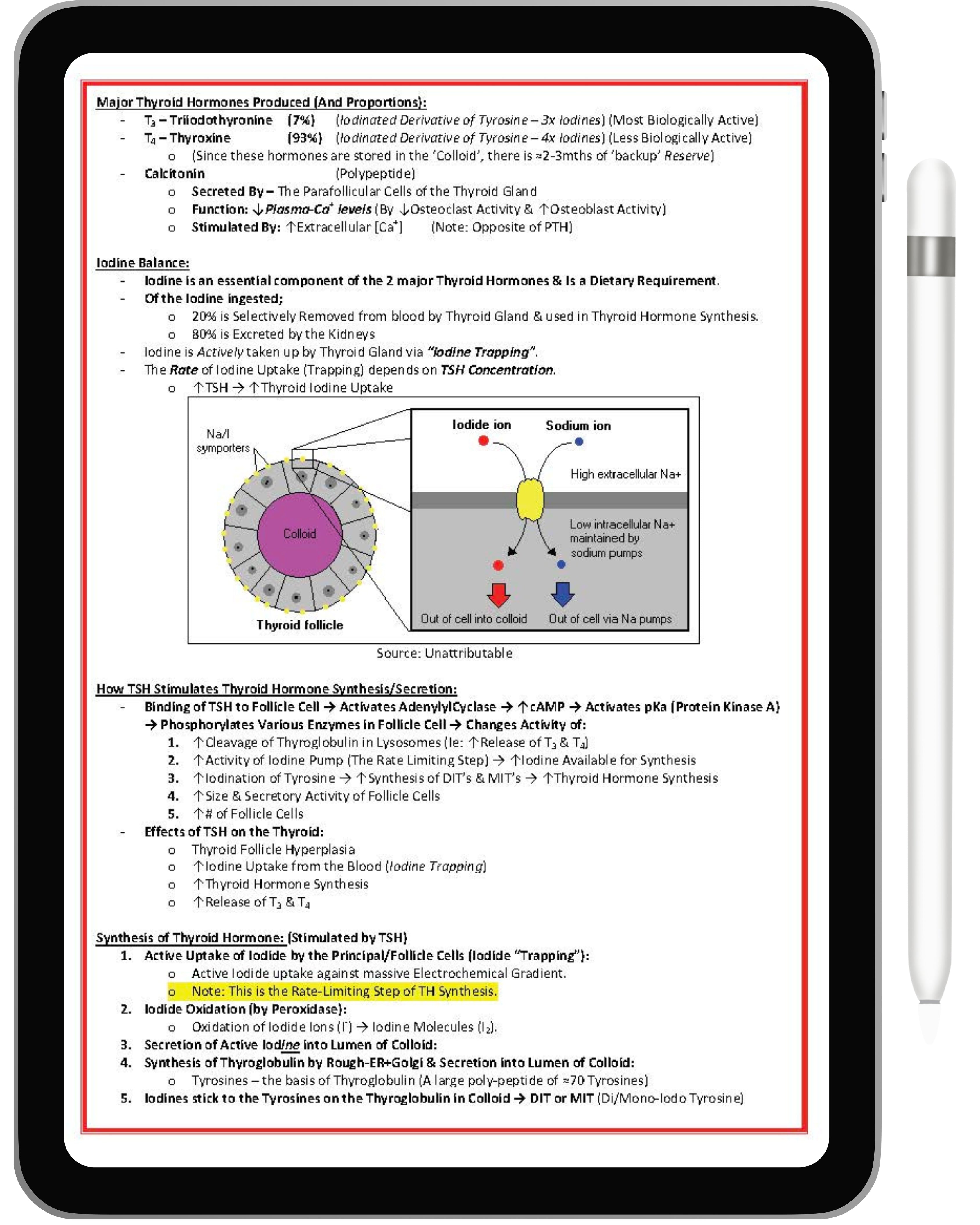 Endocrine System