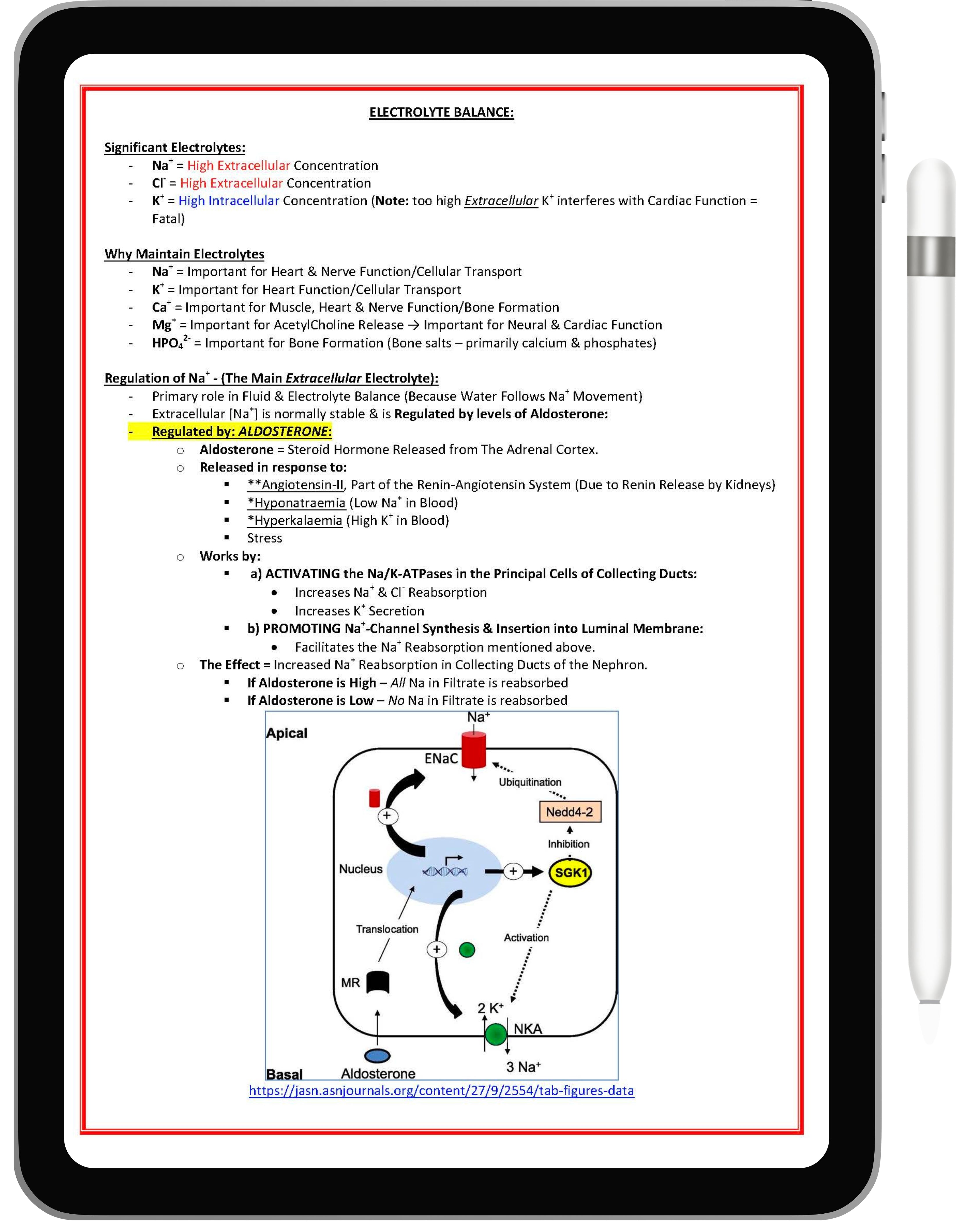 Renal or Urinary System