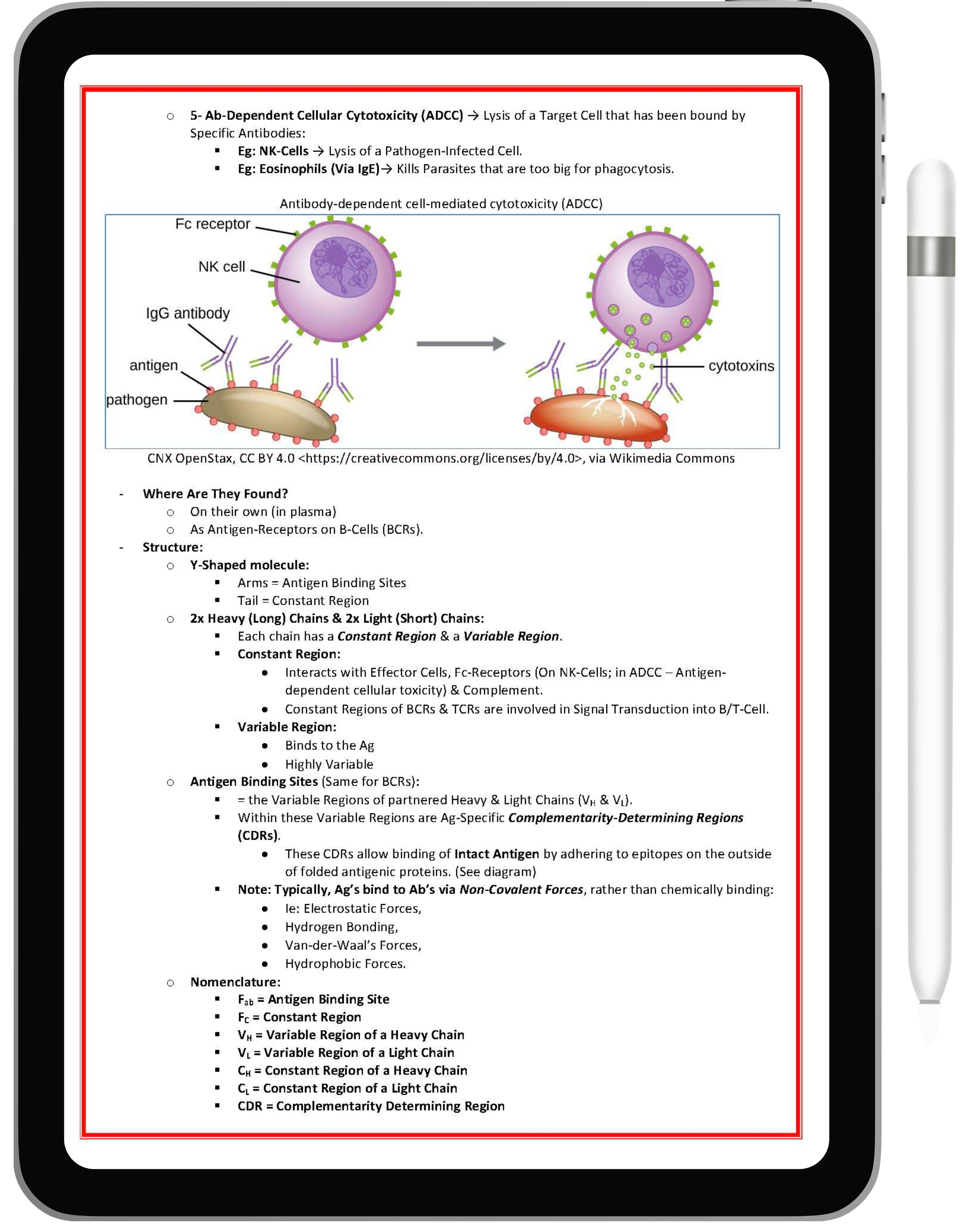 Immunology & Rheumatology