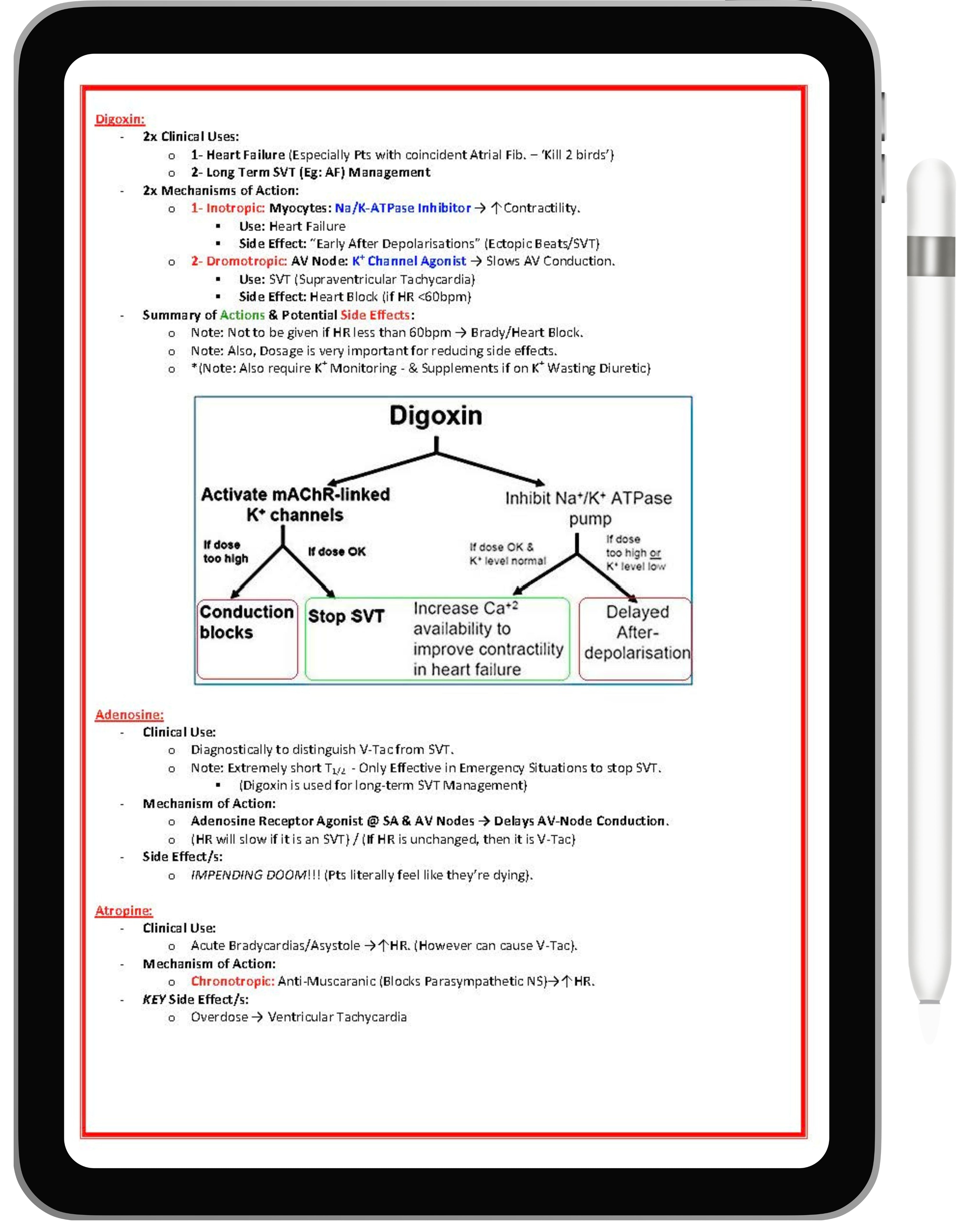 Cardiovascular System