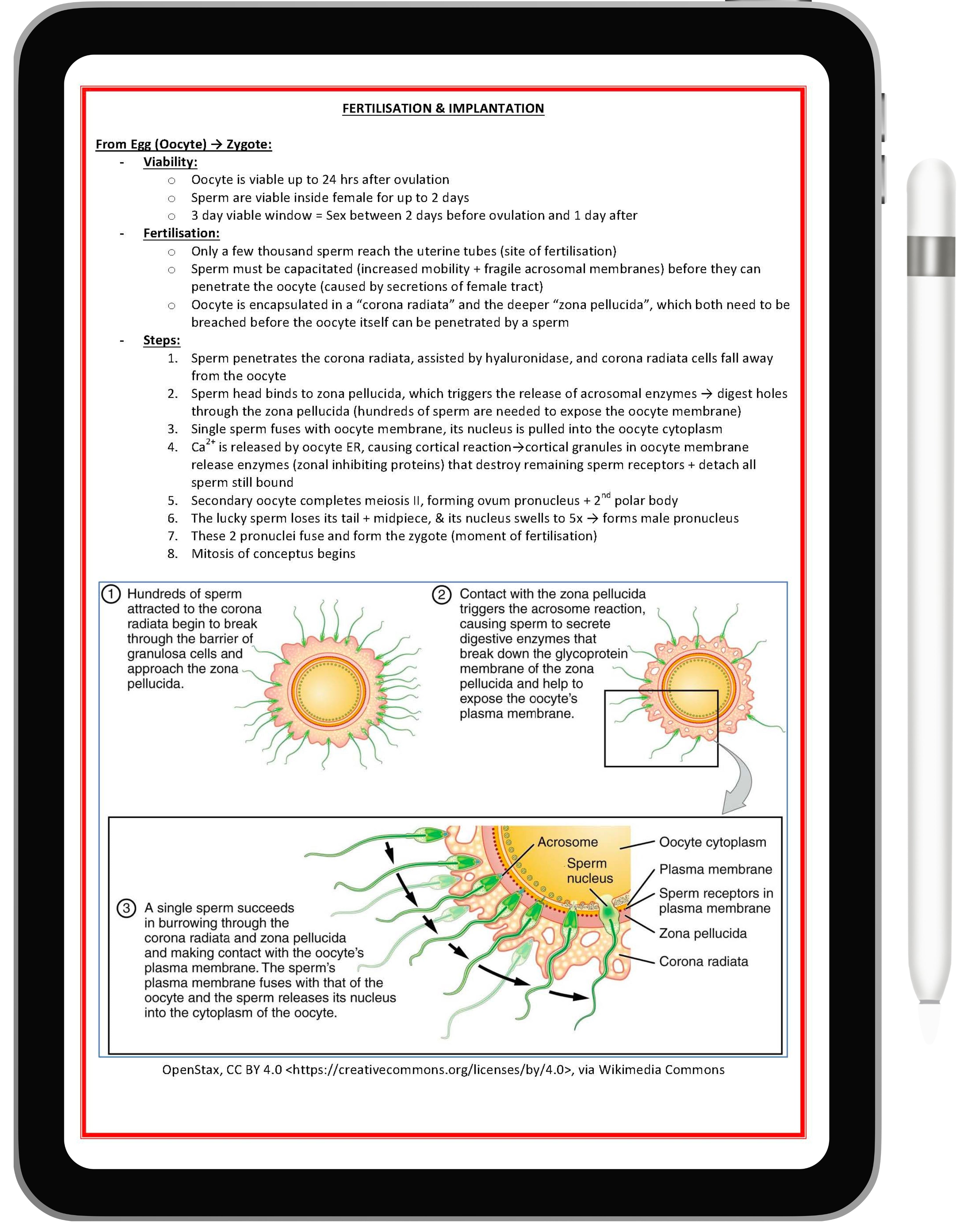 Clinical Obstetrics