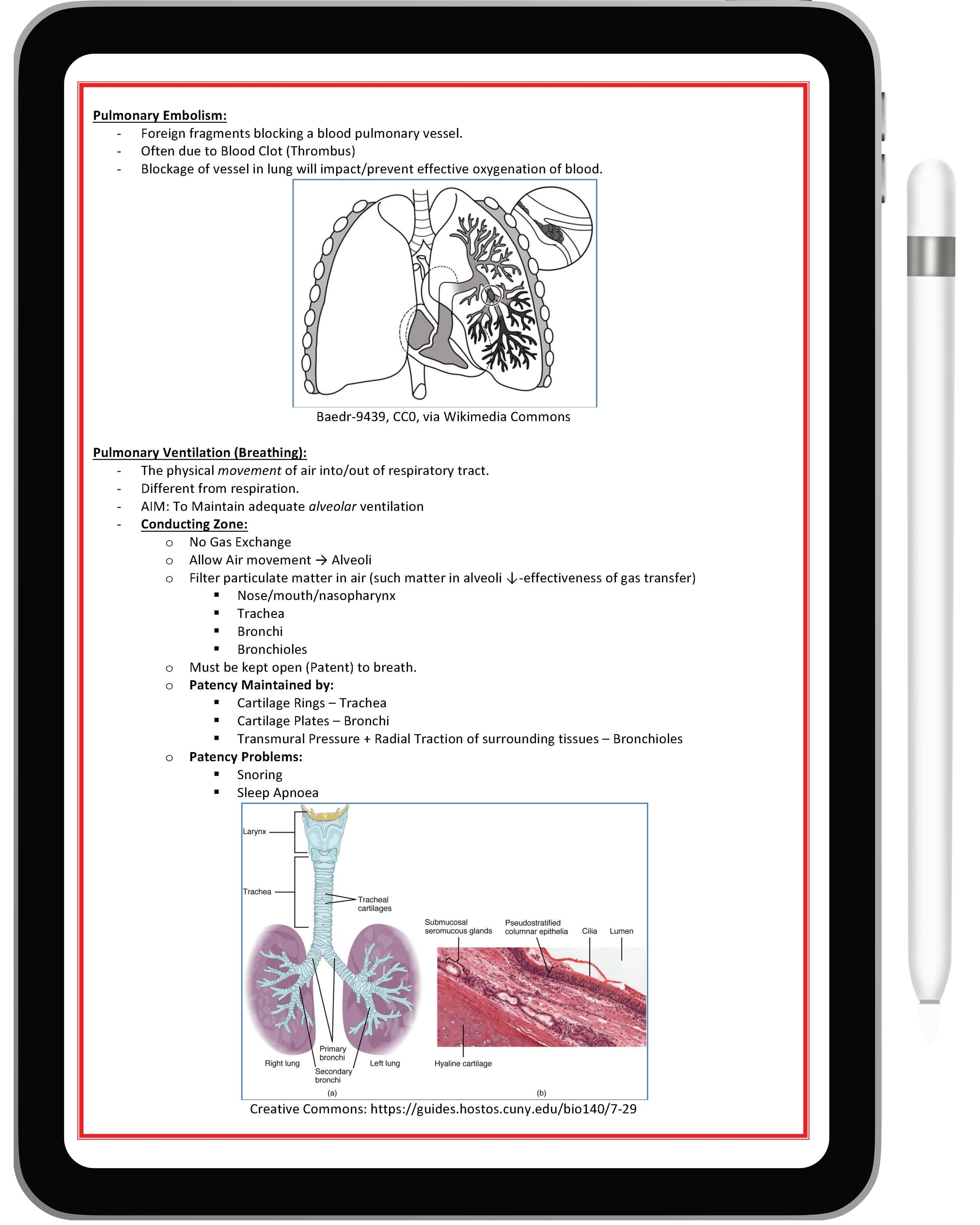 Respiratory System