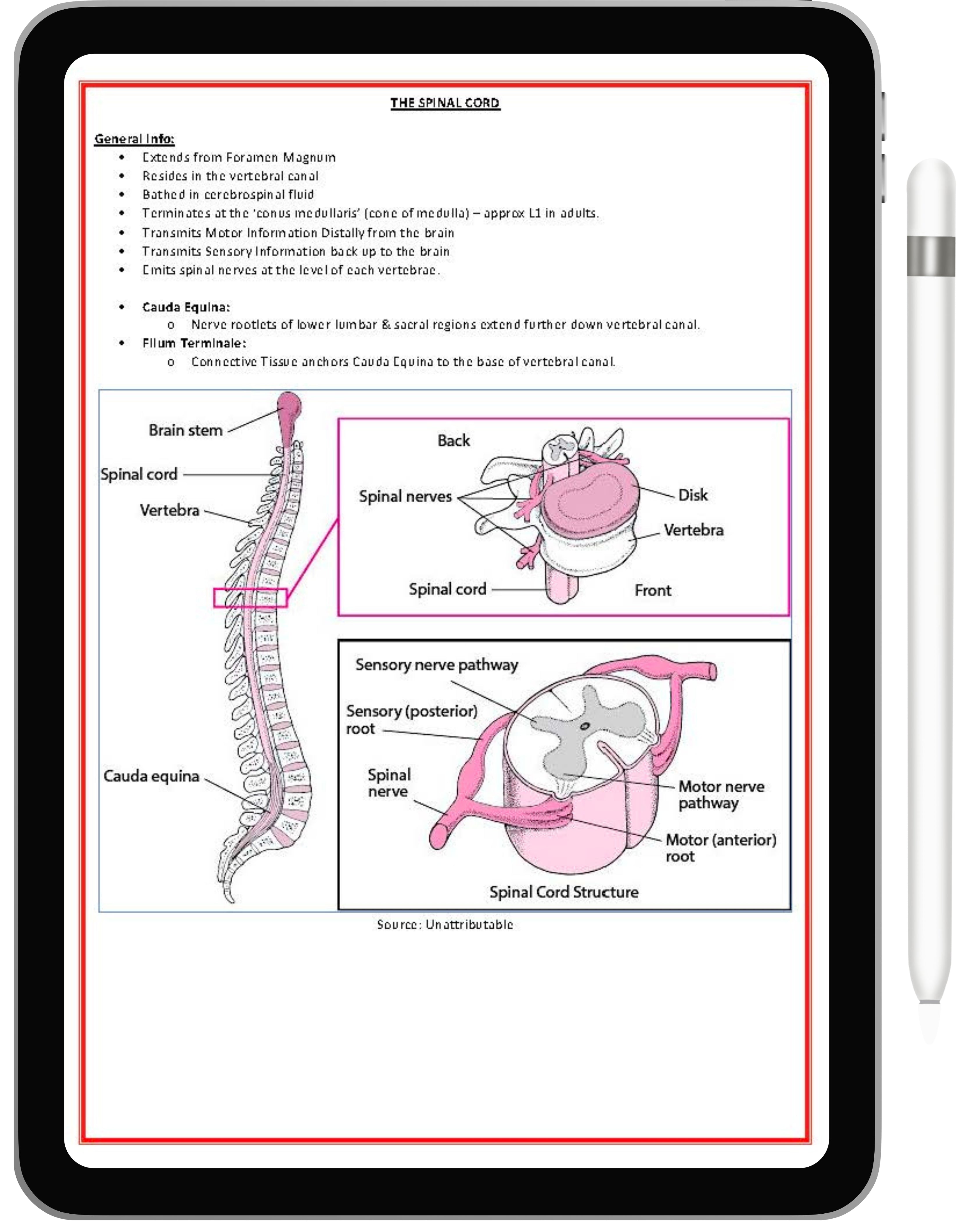 Nervous System