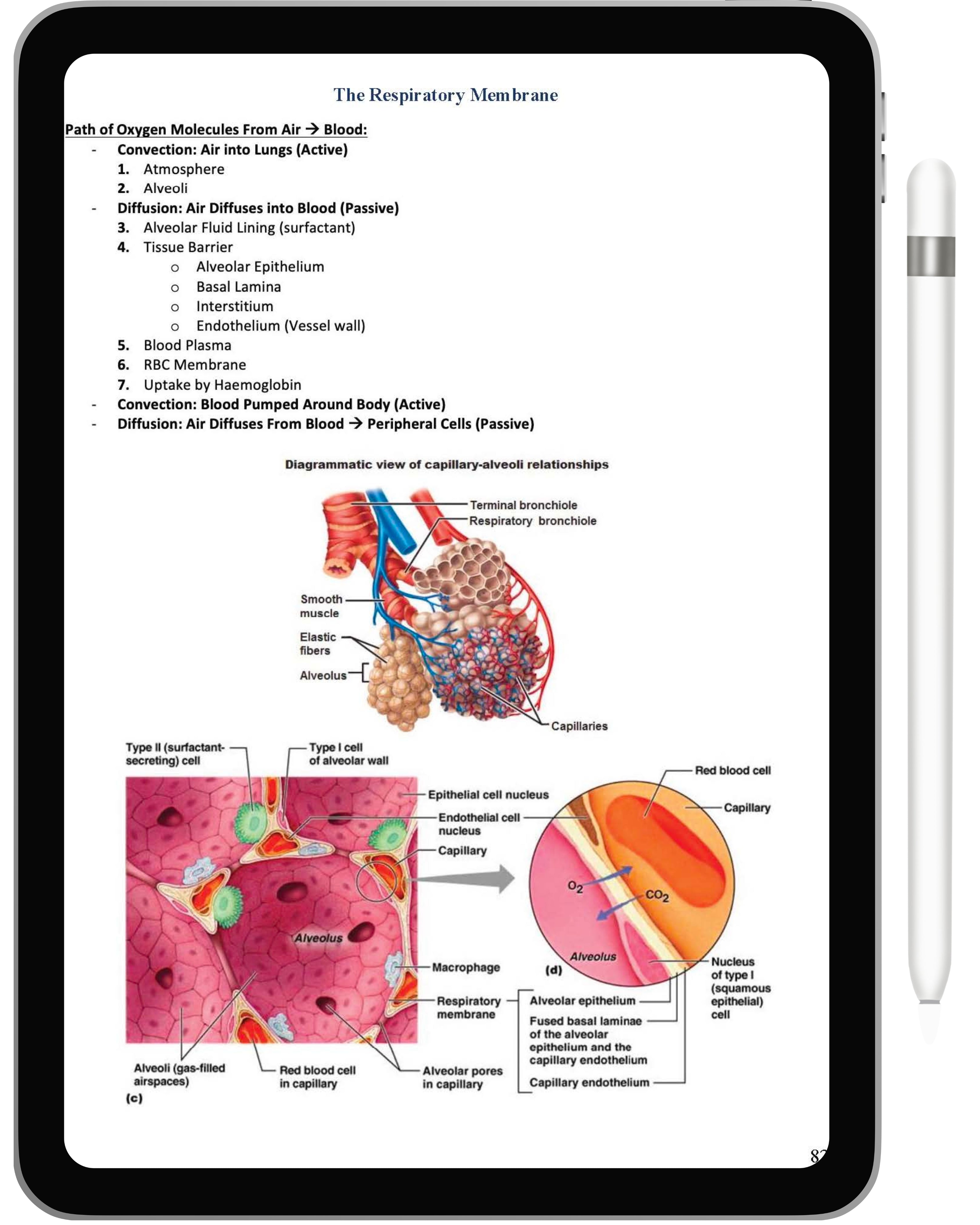 Clinical Investigations