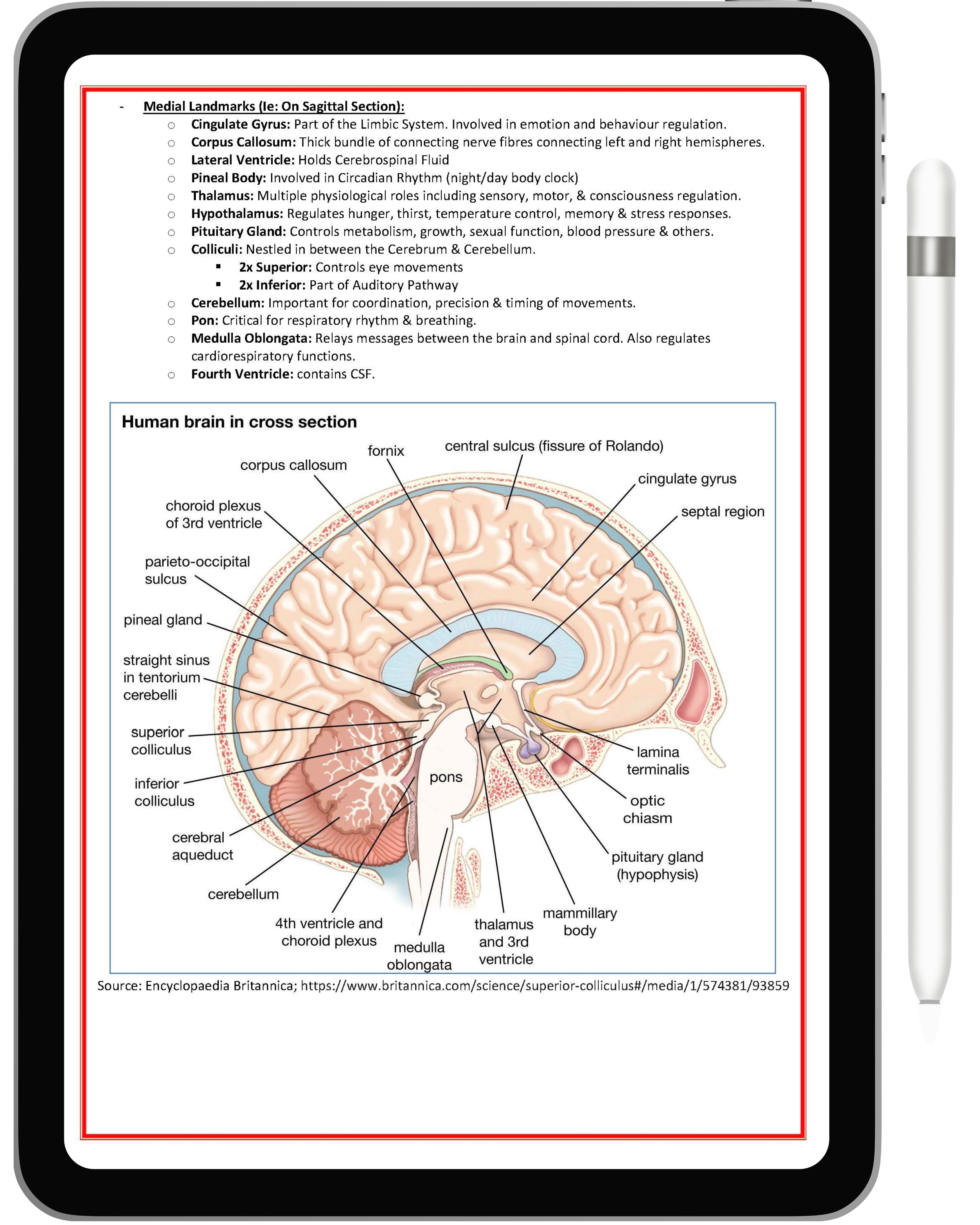 Nervous System