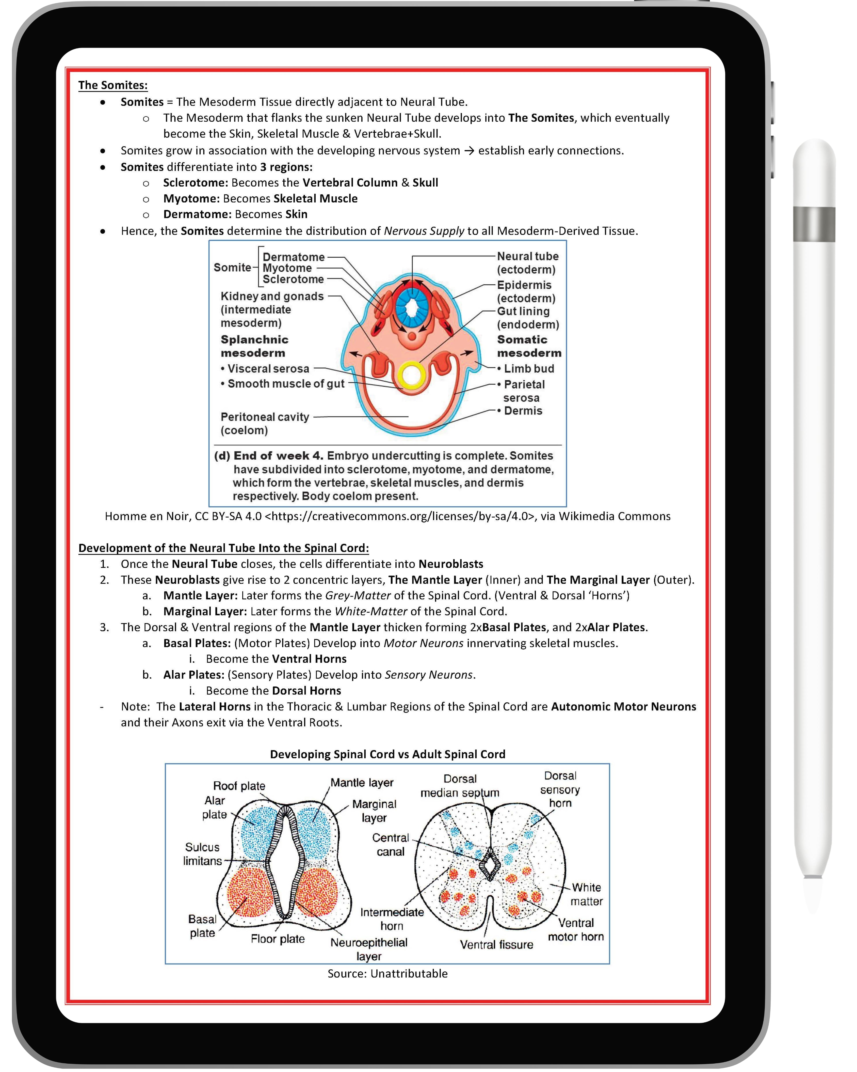 Nervous System