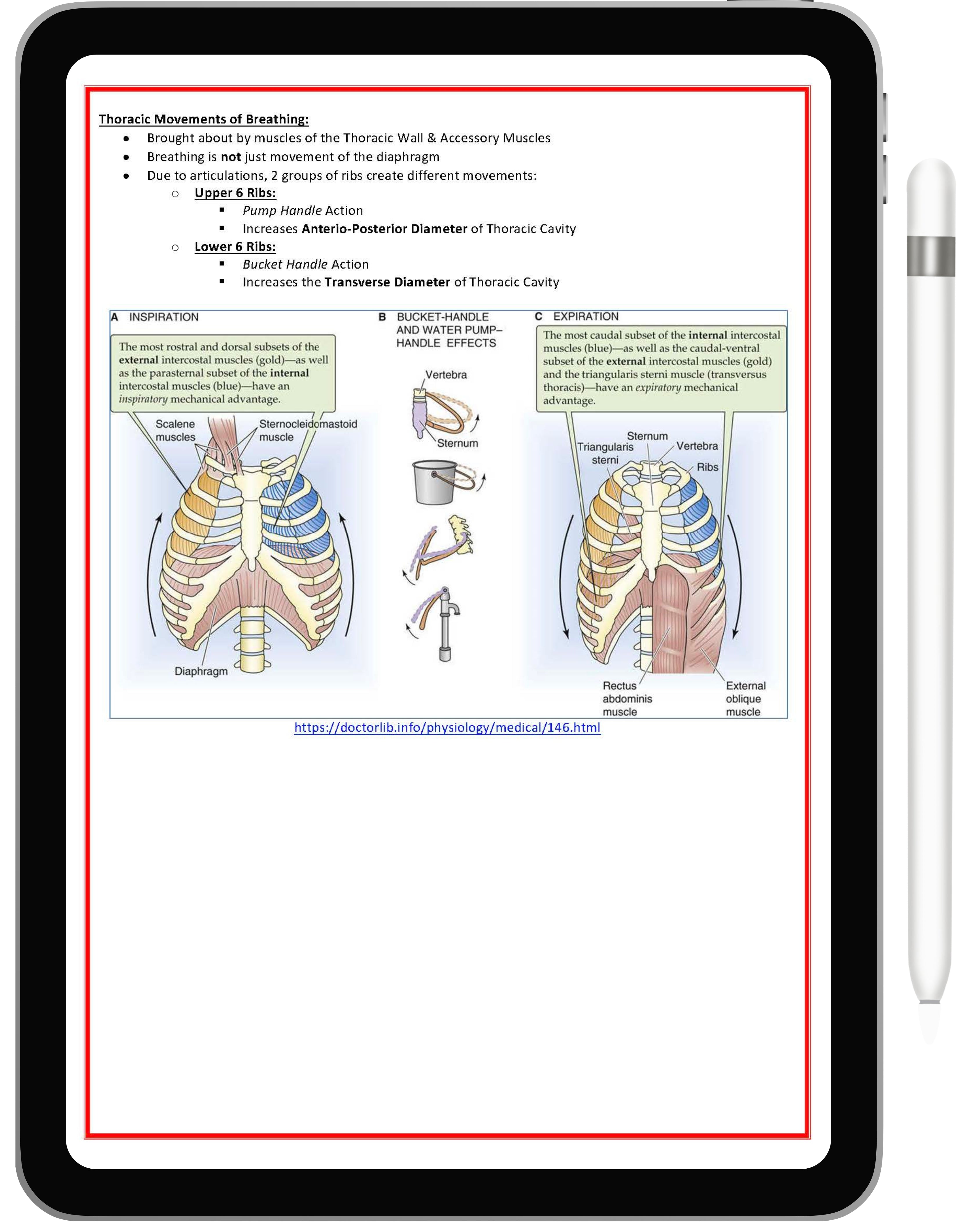 Respiratory System