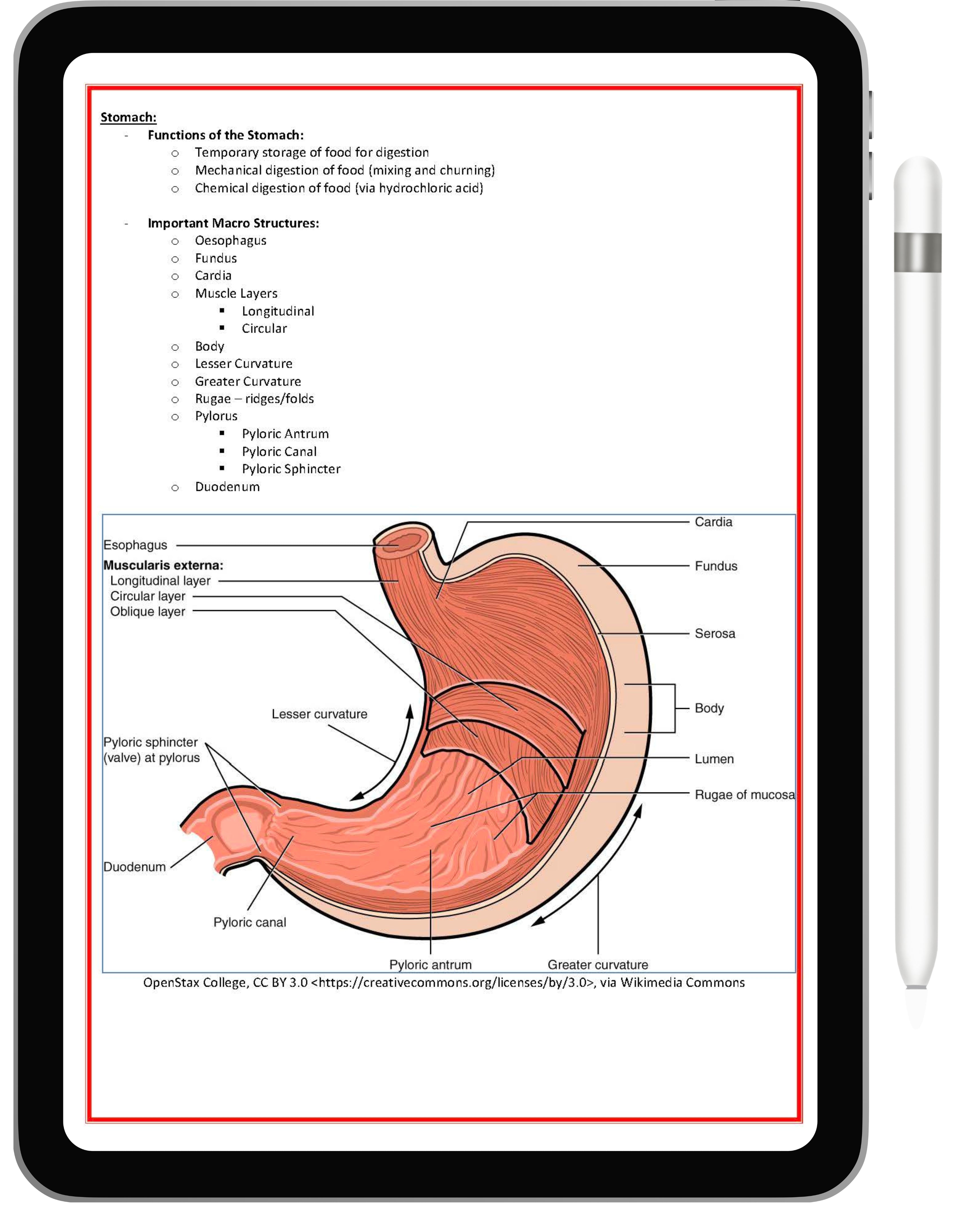 Gastrointestinal System