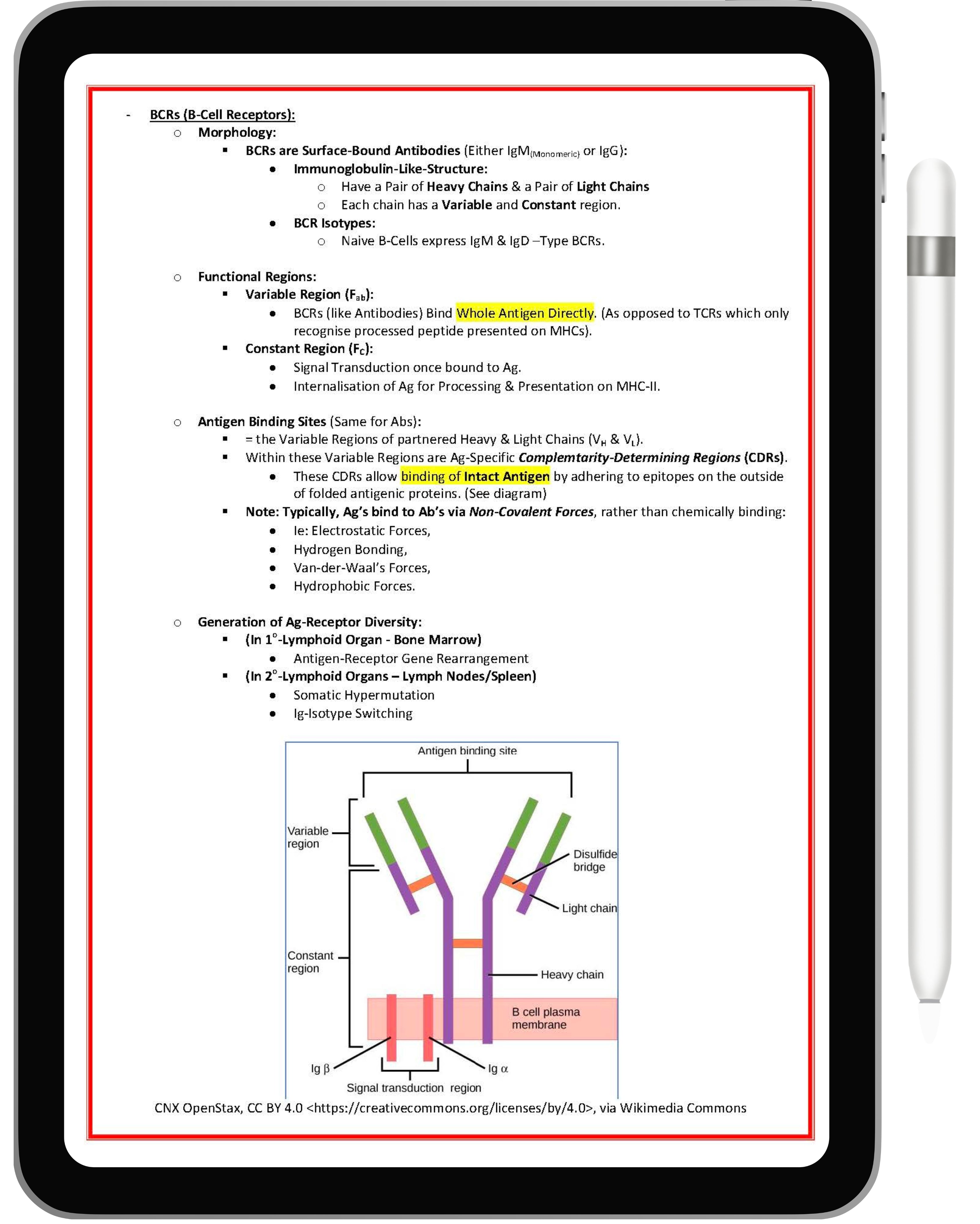 Immunology & Rheumatology