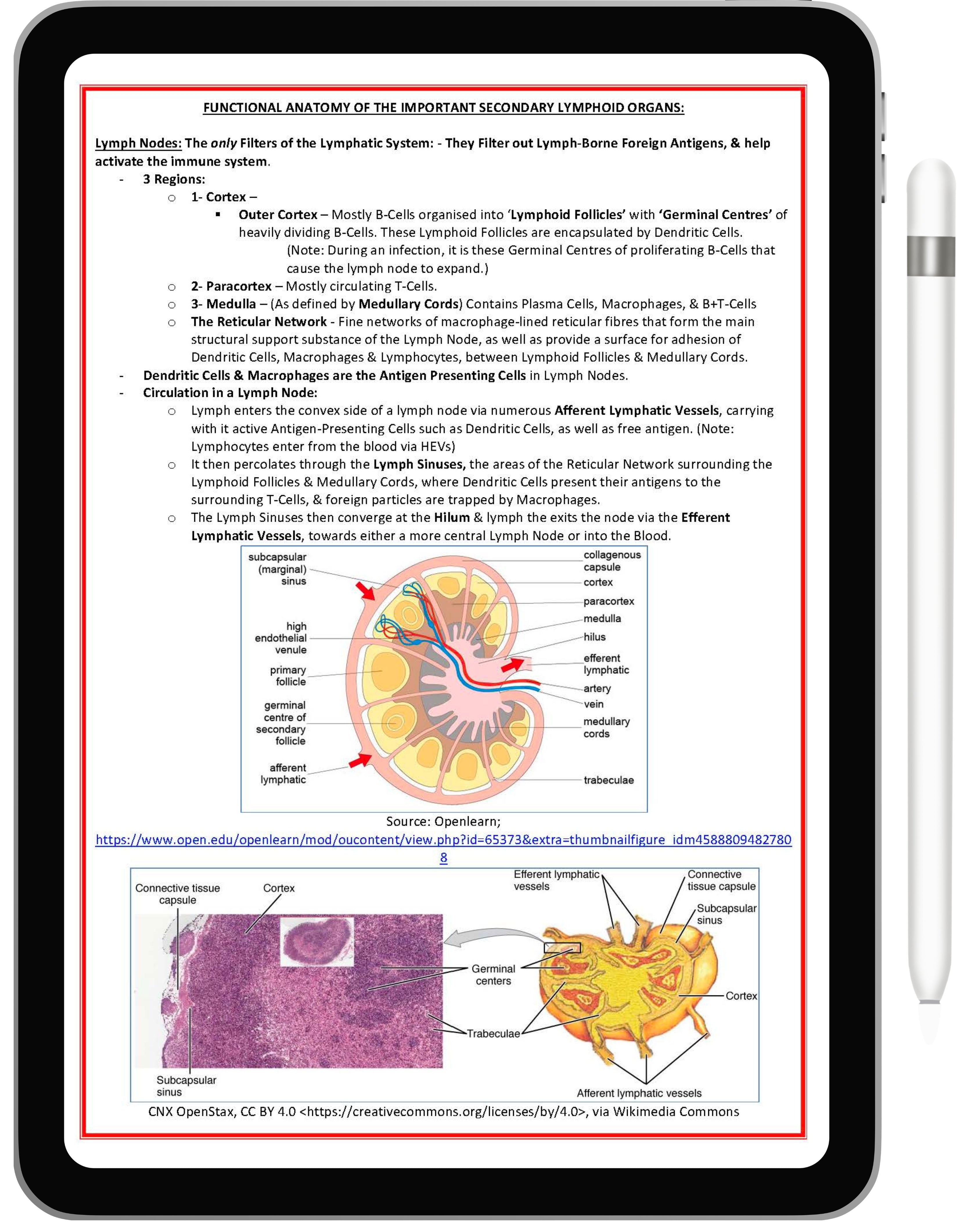 Immunology & Rheumatology