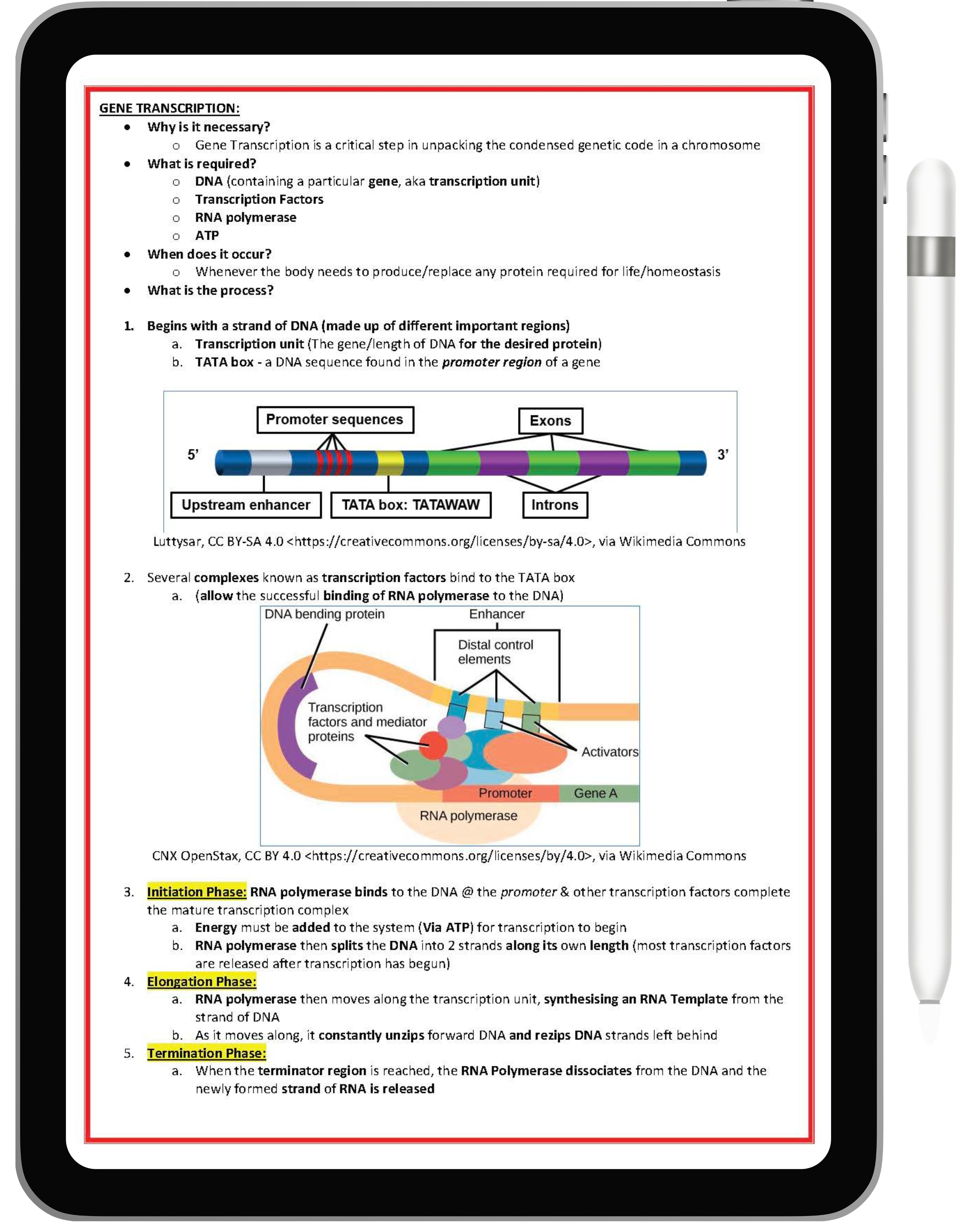 Genetics & Cancer