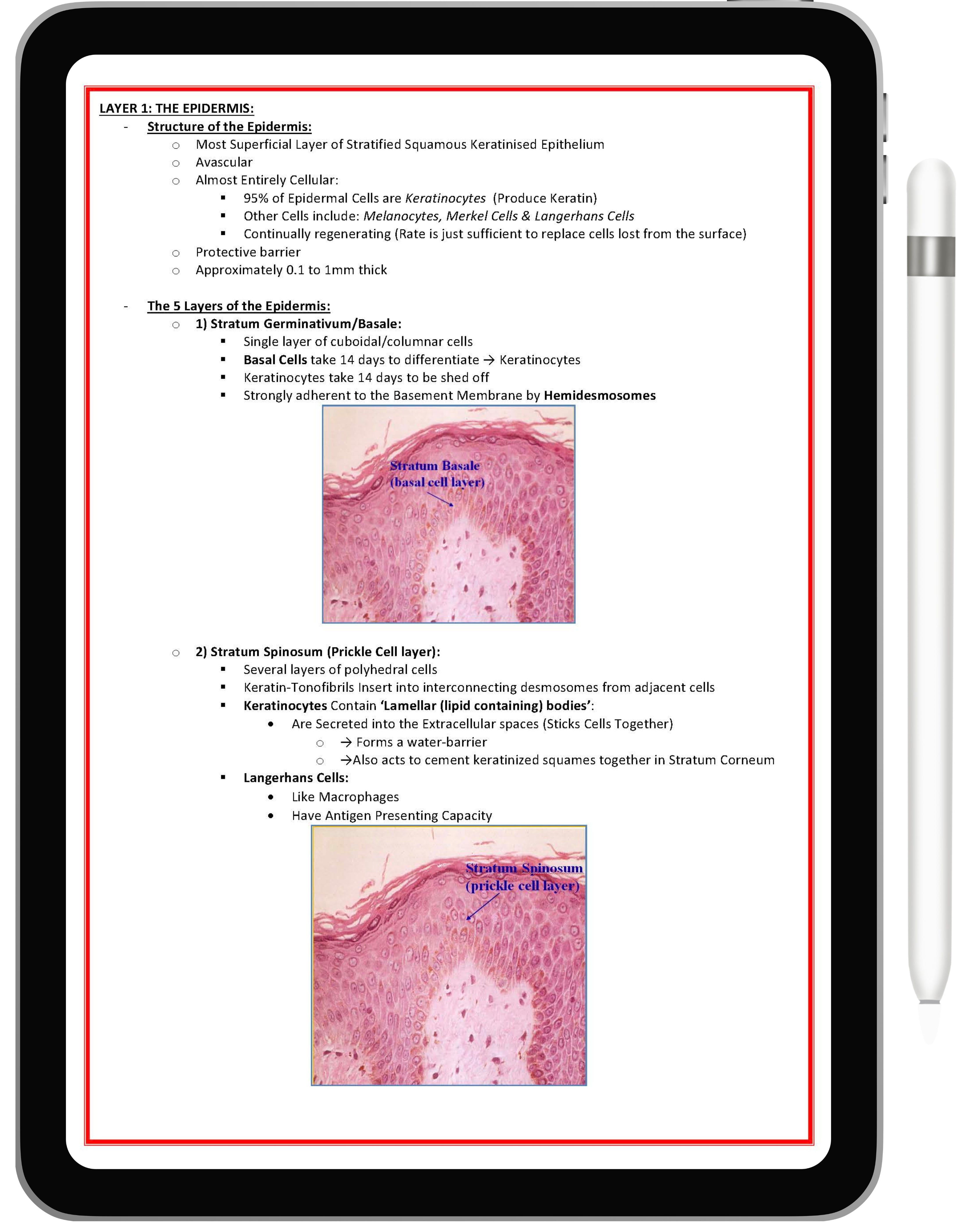 Clinical Dermatology