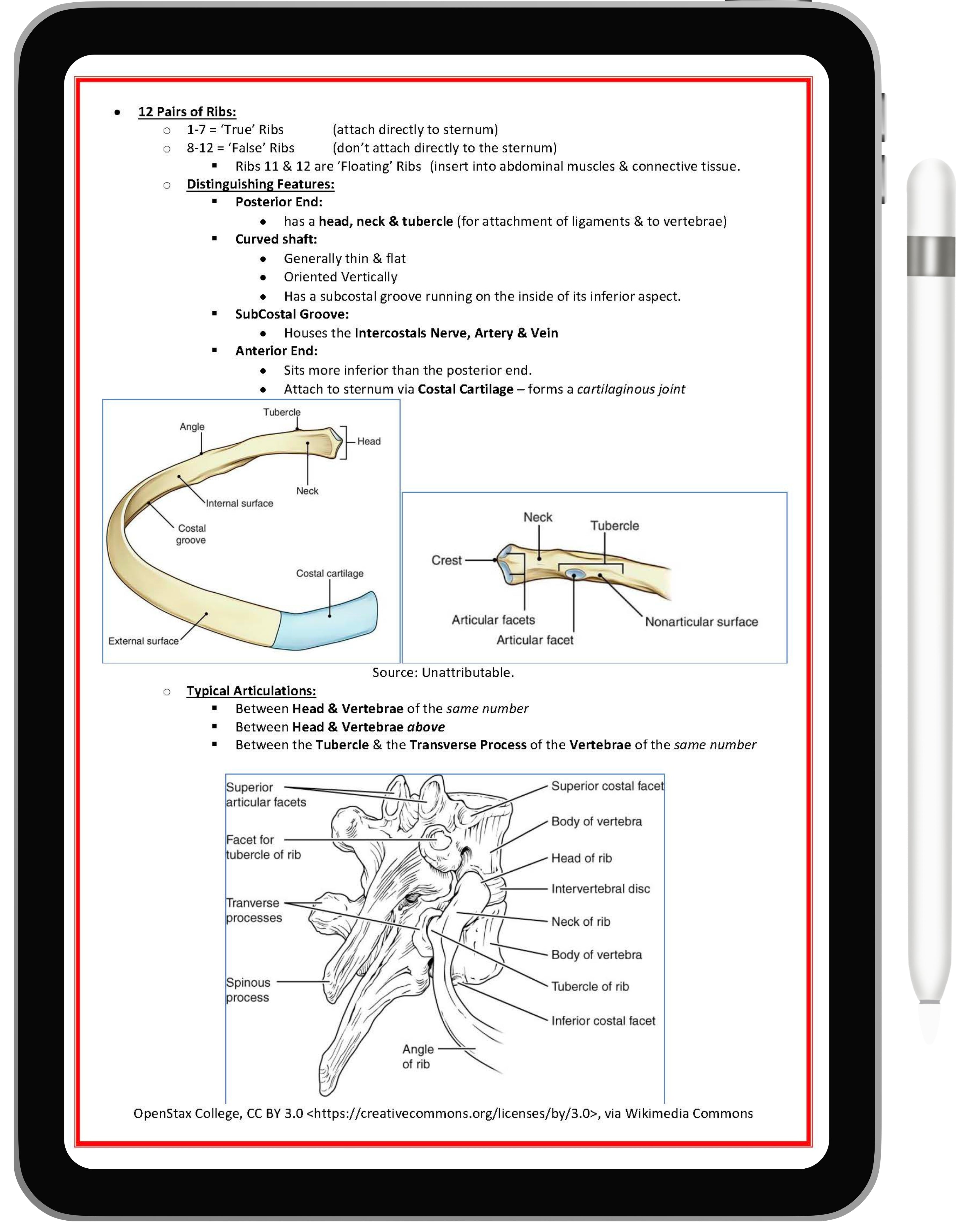 Respiratory System