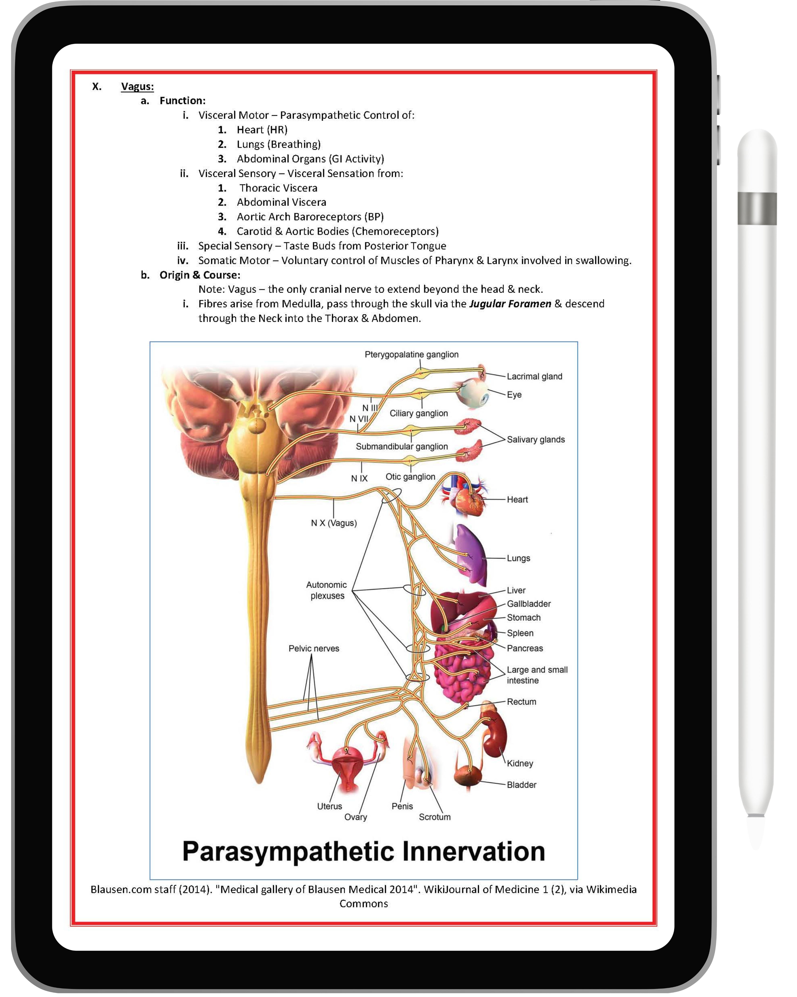 Nervous System