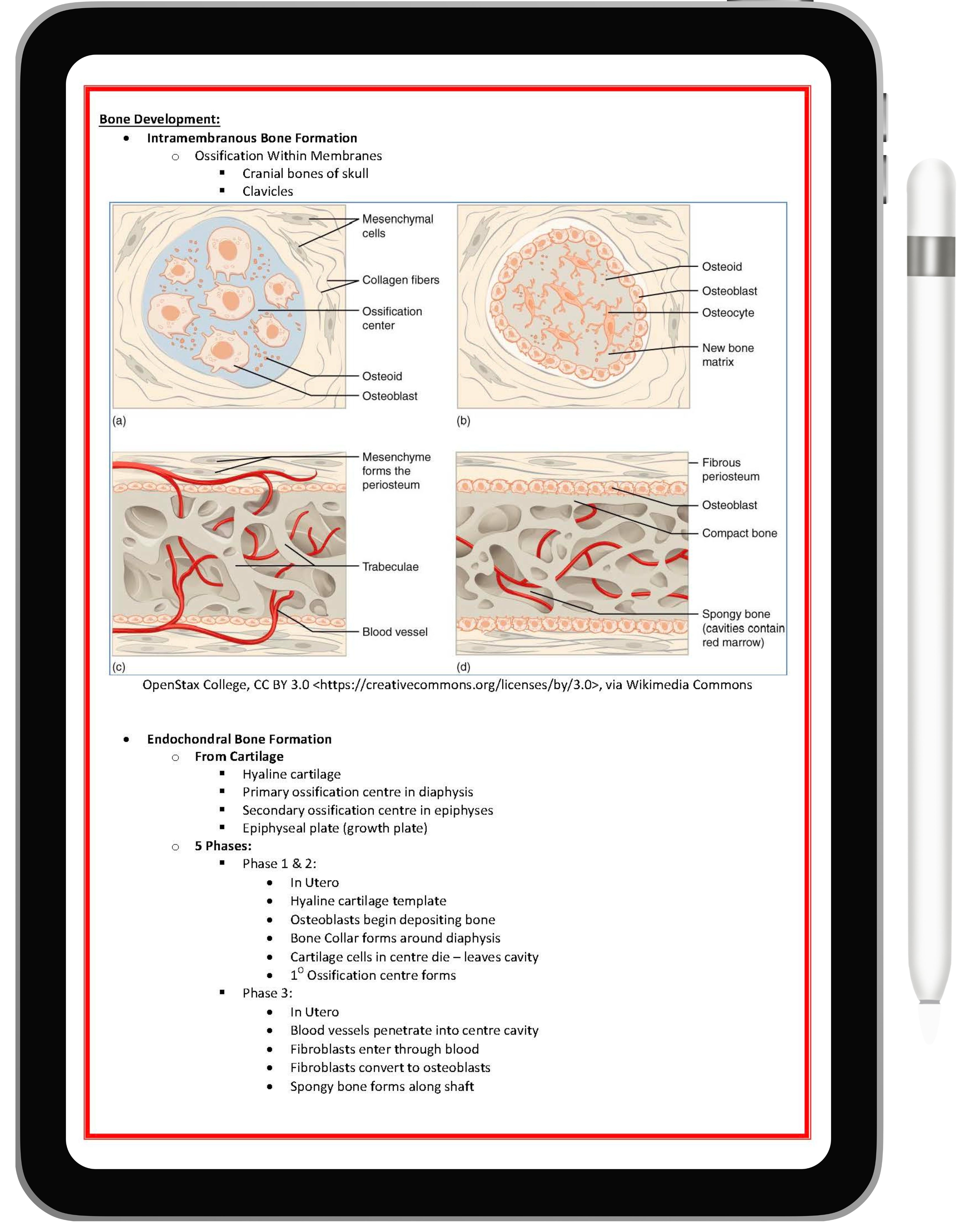 Musculoskeletal System