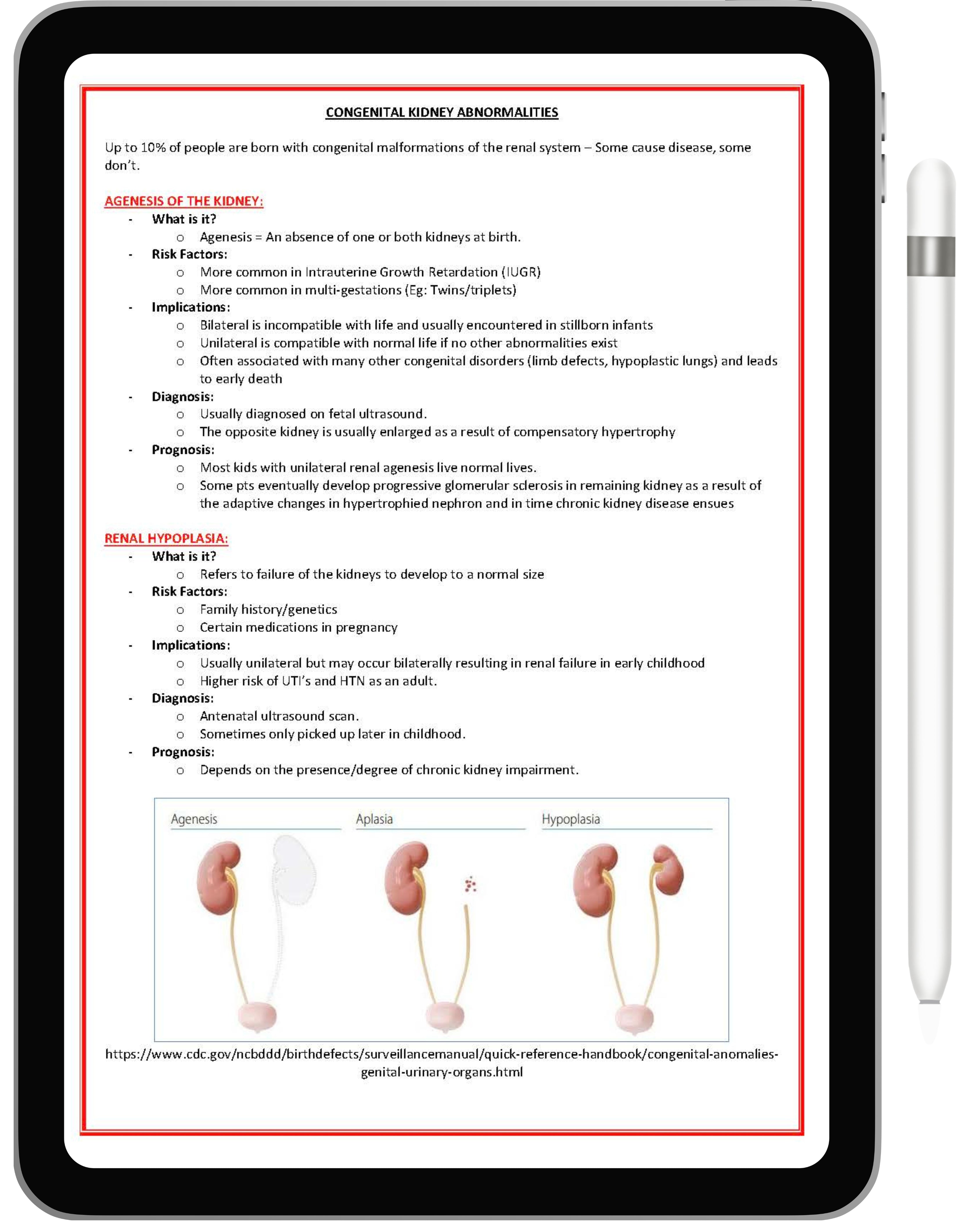 Renal or Urinary System