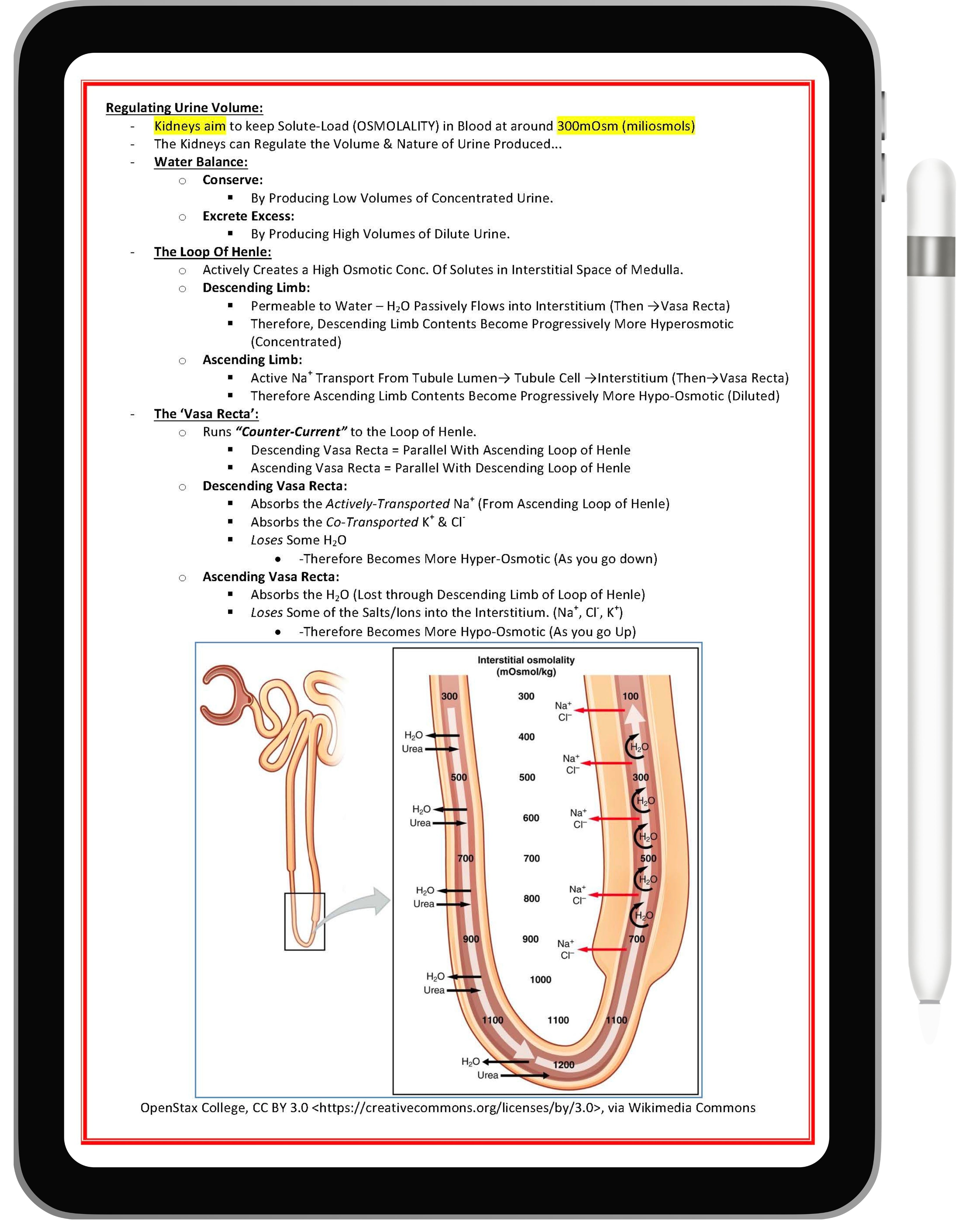 Renal or Urinary System