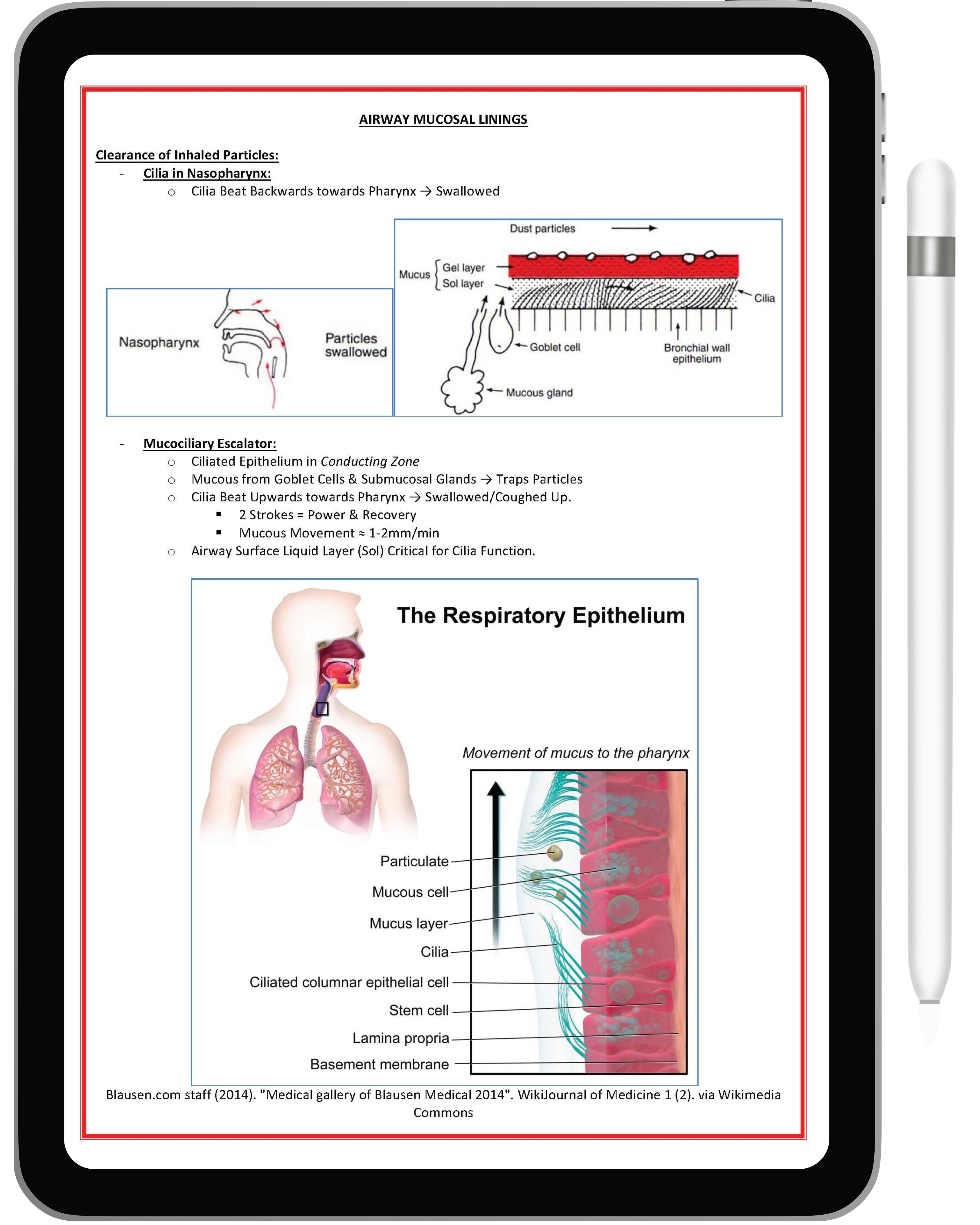 Respiratory System