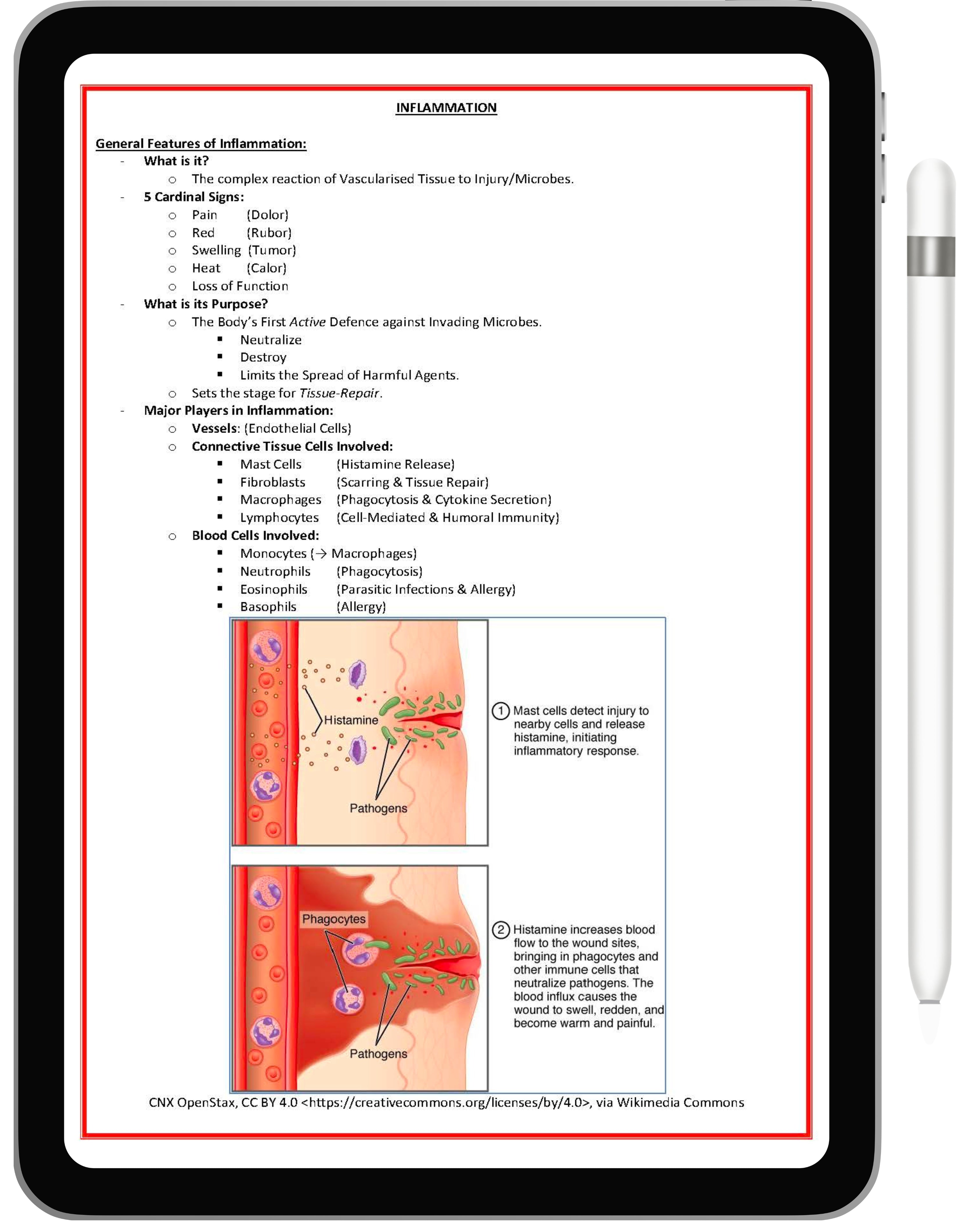 Immunology & Rheumatology