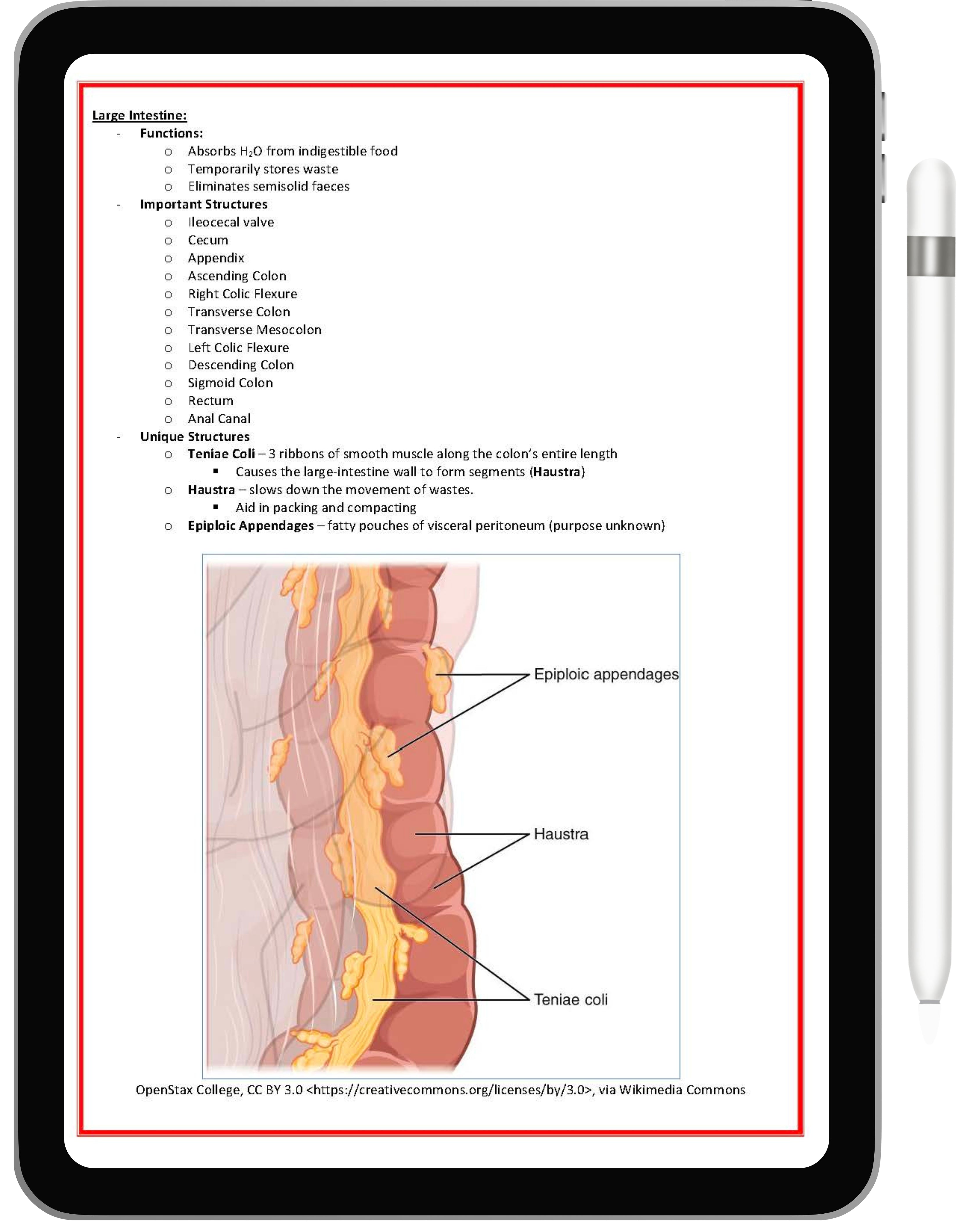 Gastrointestinal System