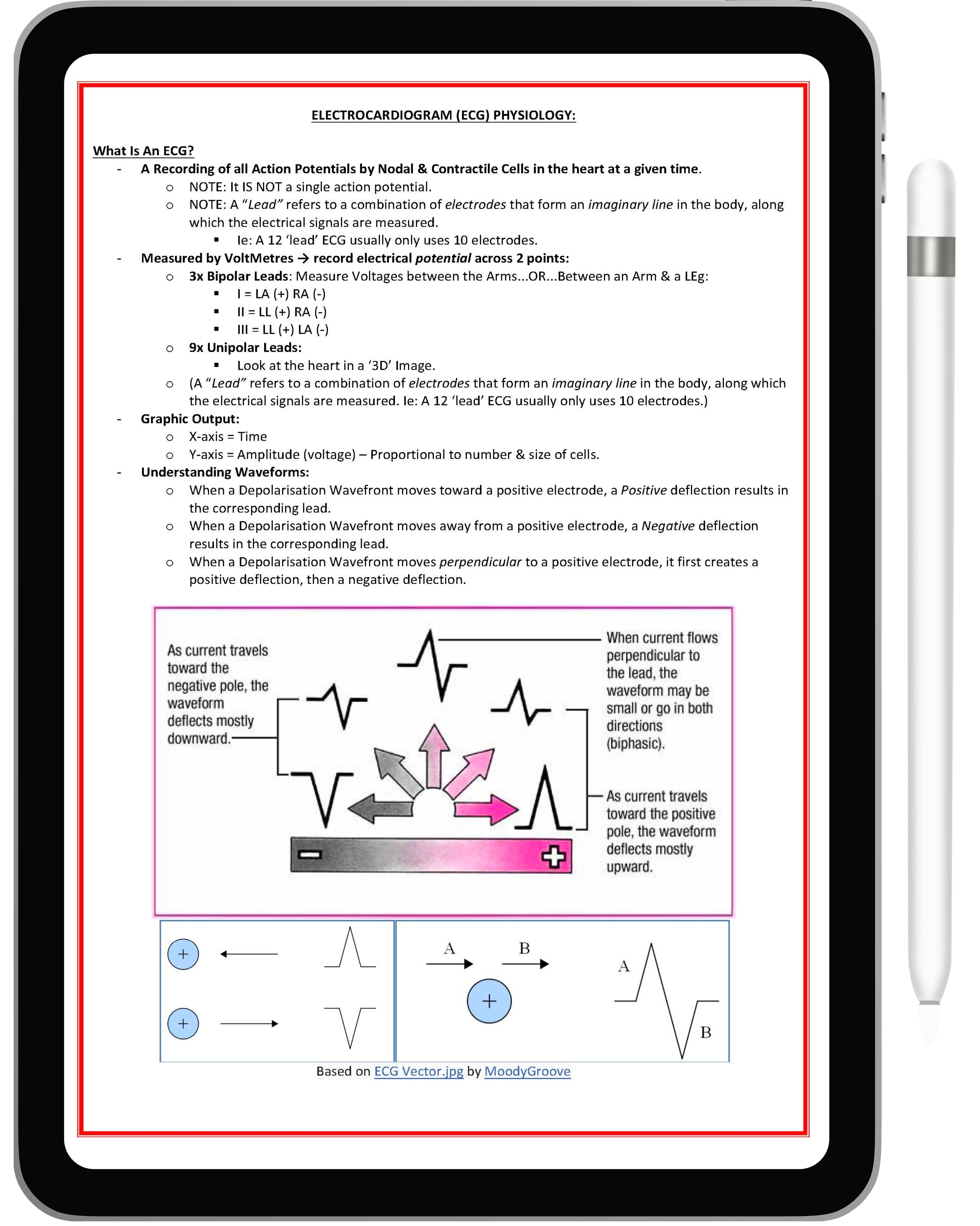 Cardiovascular System