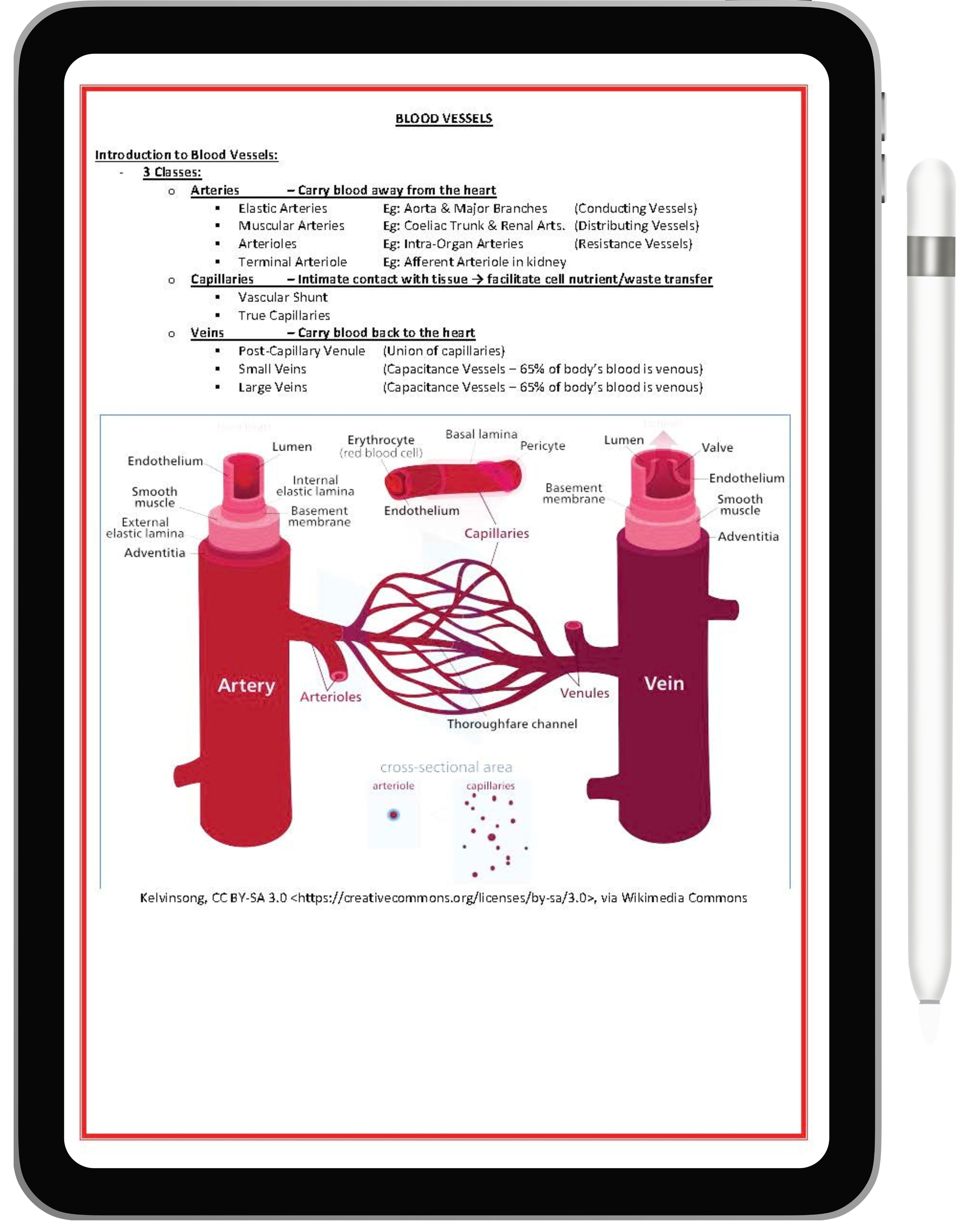 Cardiovascular System